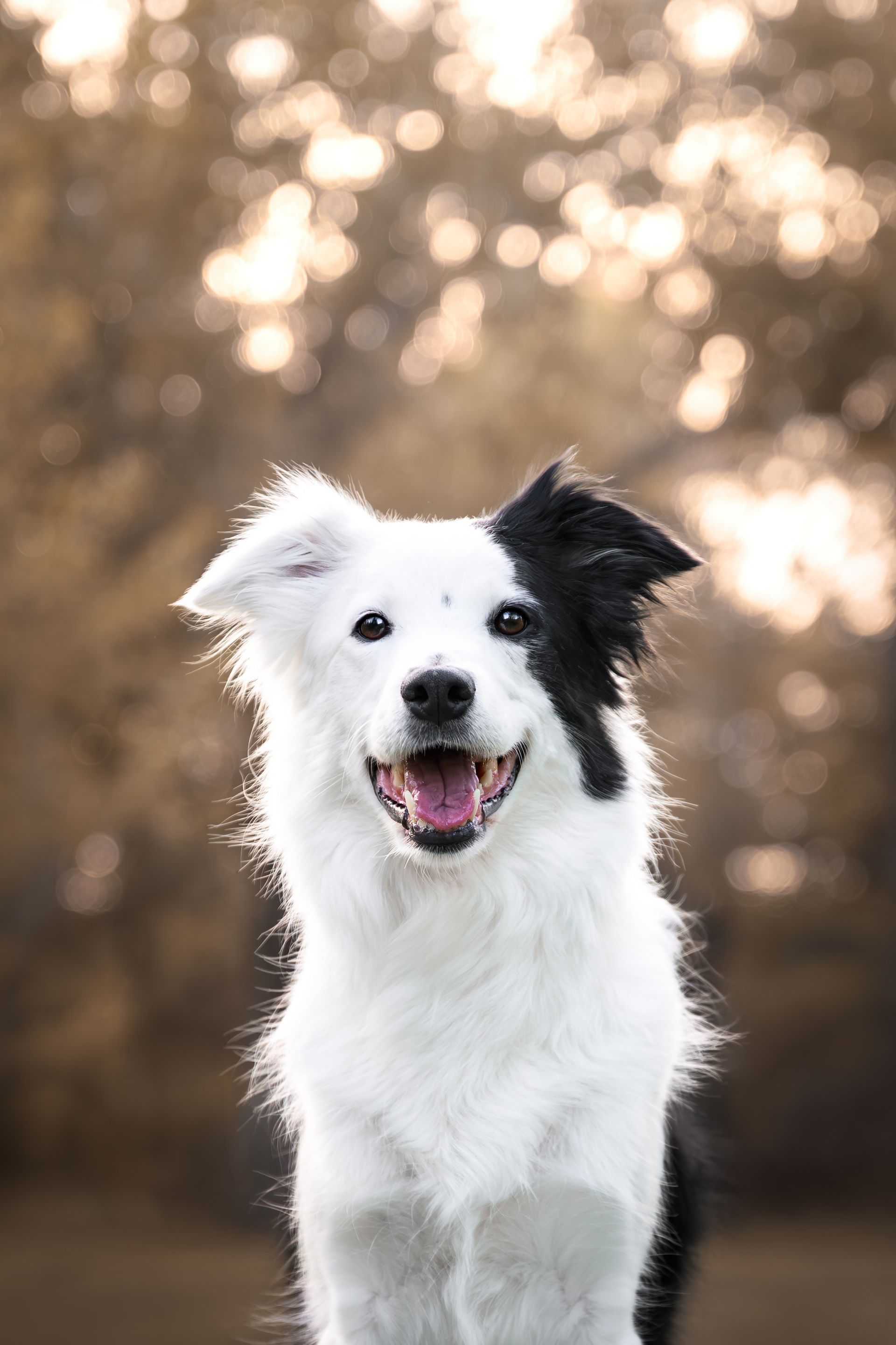 calgary dog photos, calgary dog photography, alberta dog photographer