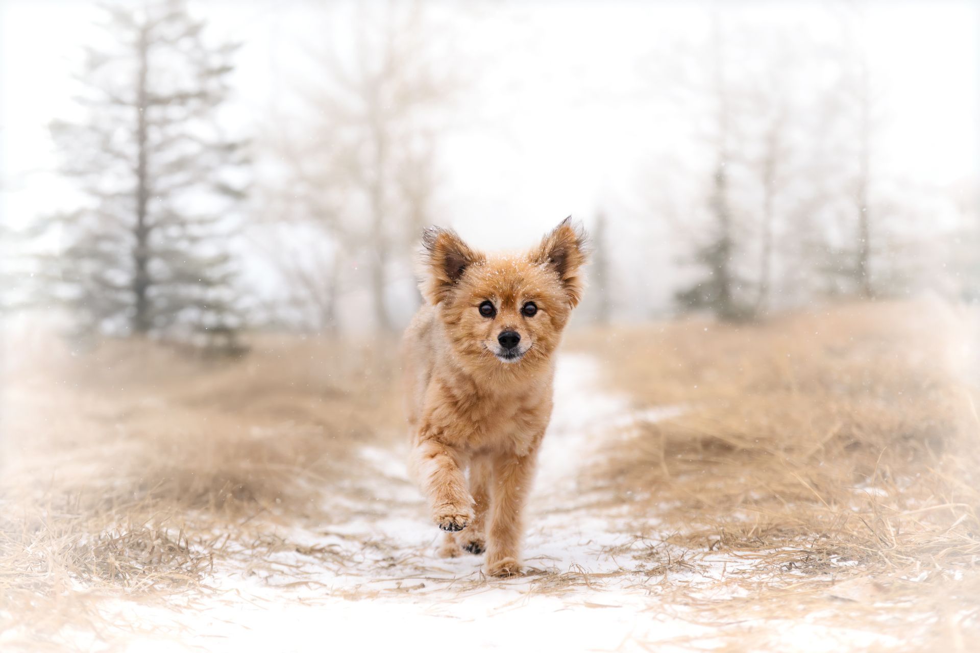 Winter dog photography in Calgary with a dog enjoying a snowy outdoor session.