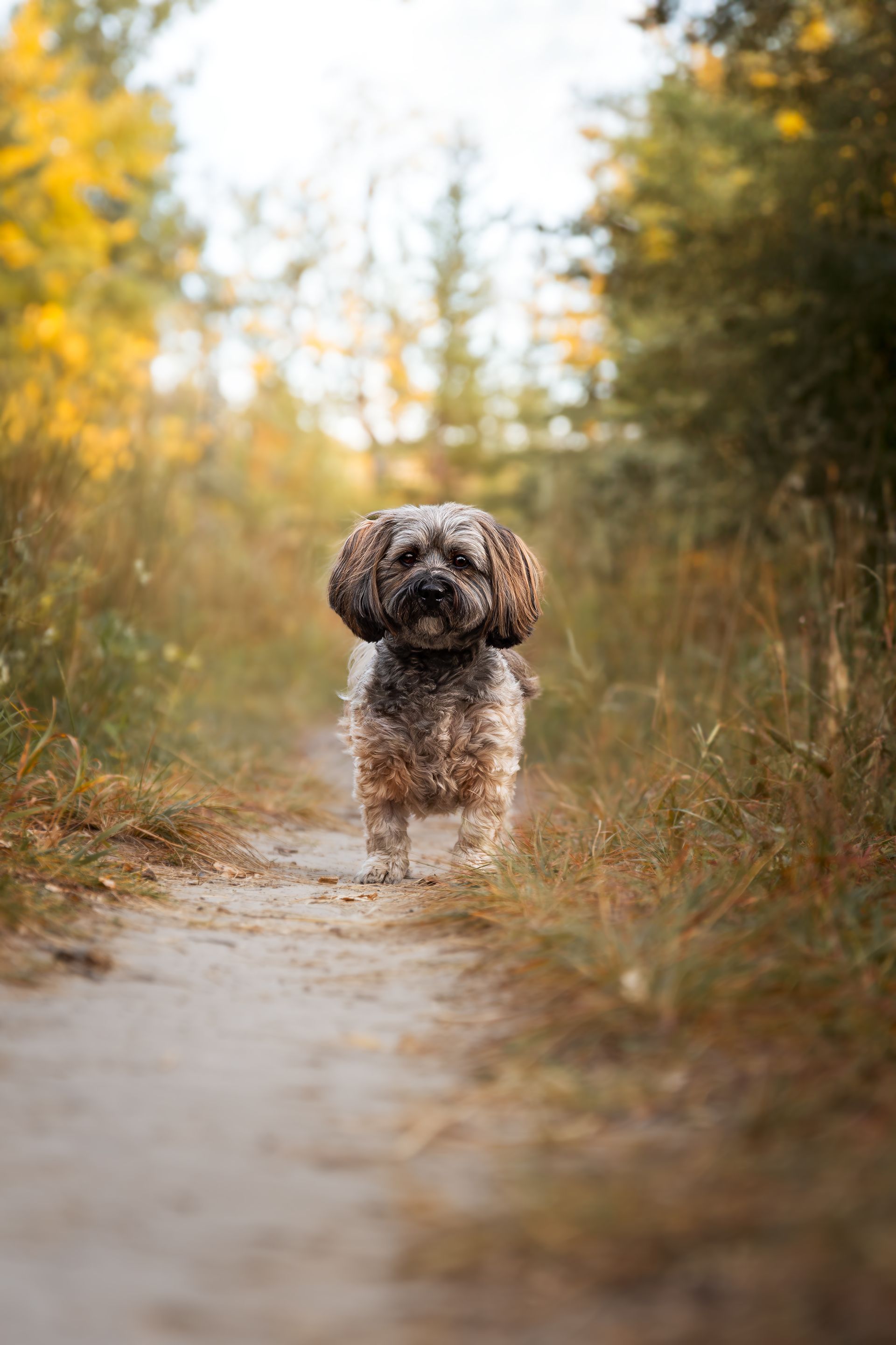 Natural dog photography Calgary capturing authentic moments