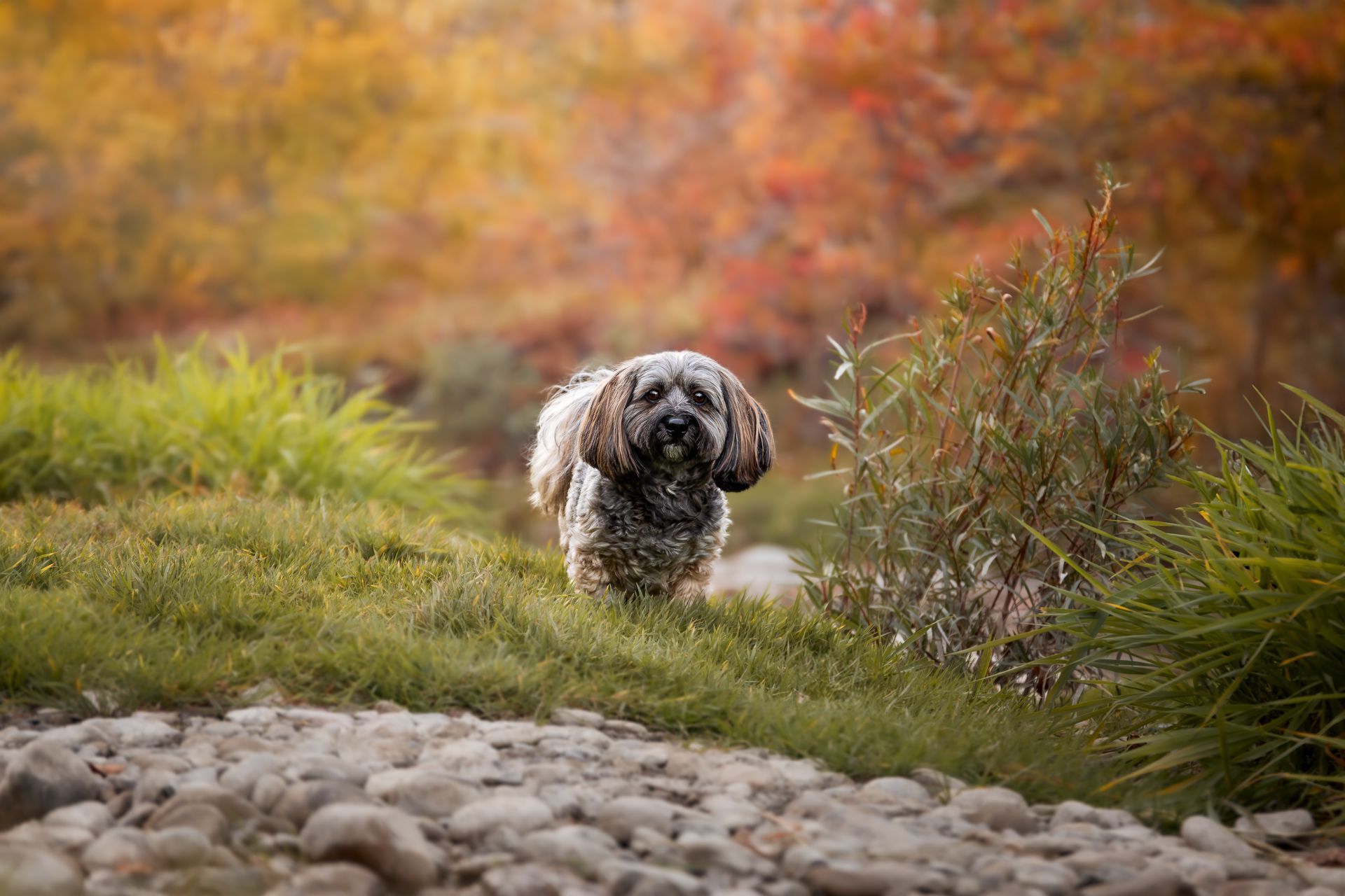 Dog portrait by a Calgary dog photographer focused on natural pet photography Calgary