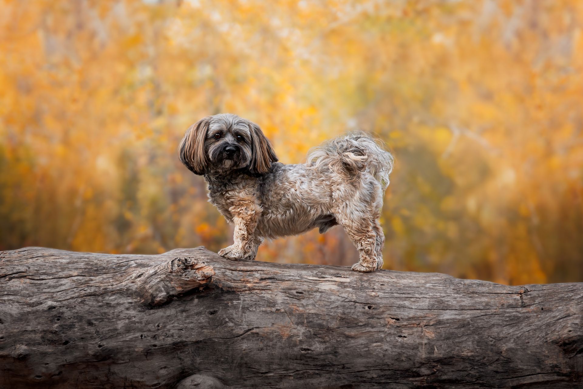 Dog photography Calgary by a professional Calgary pet photographer