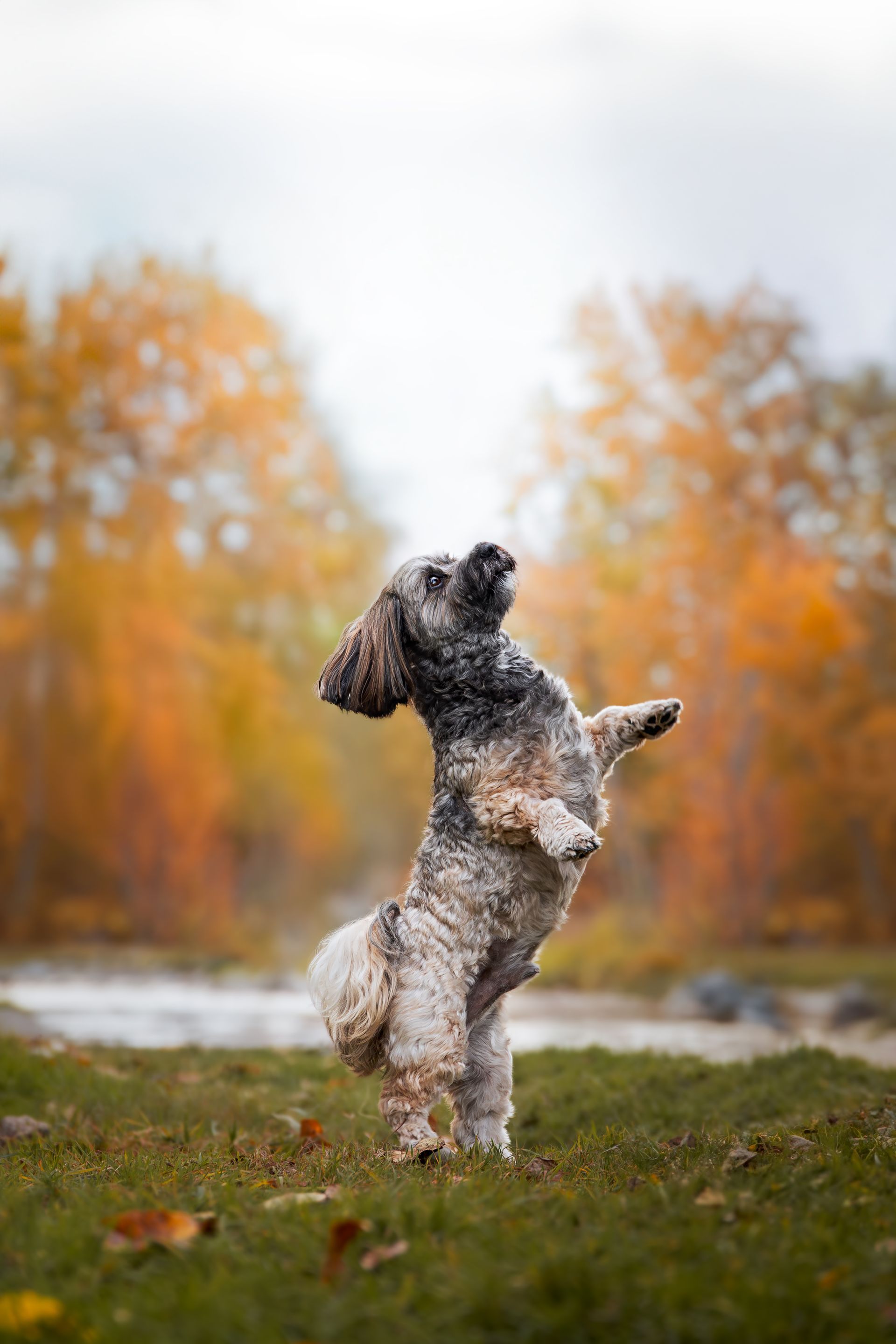 Pet photographer Calgary creating timeless dog portrait sessions
