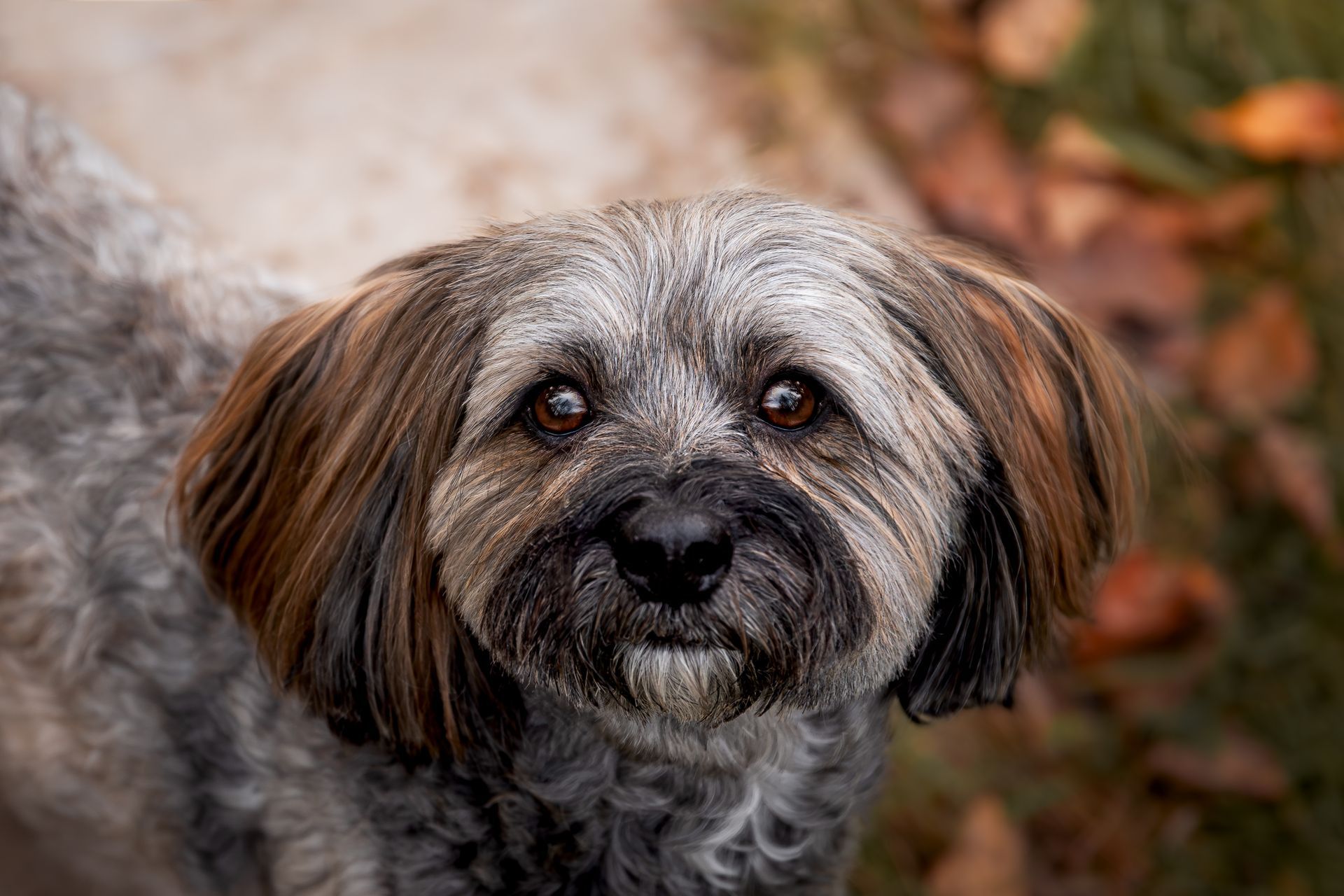 Calgary pet photographer specializing in outdoor dog portraits