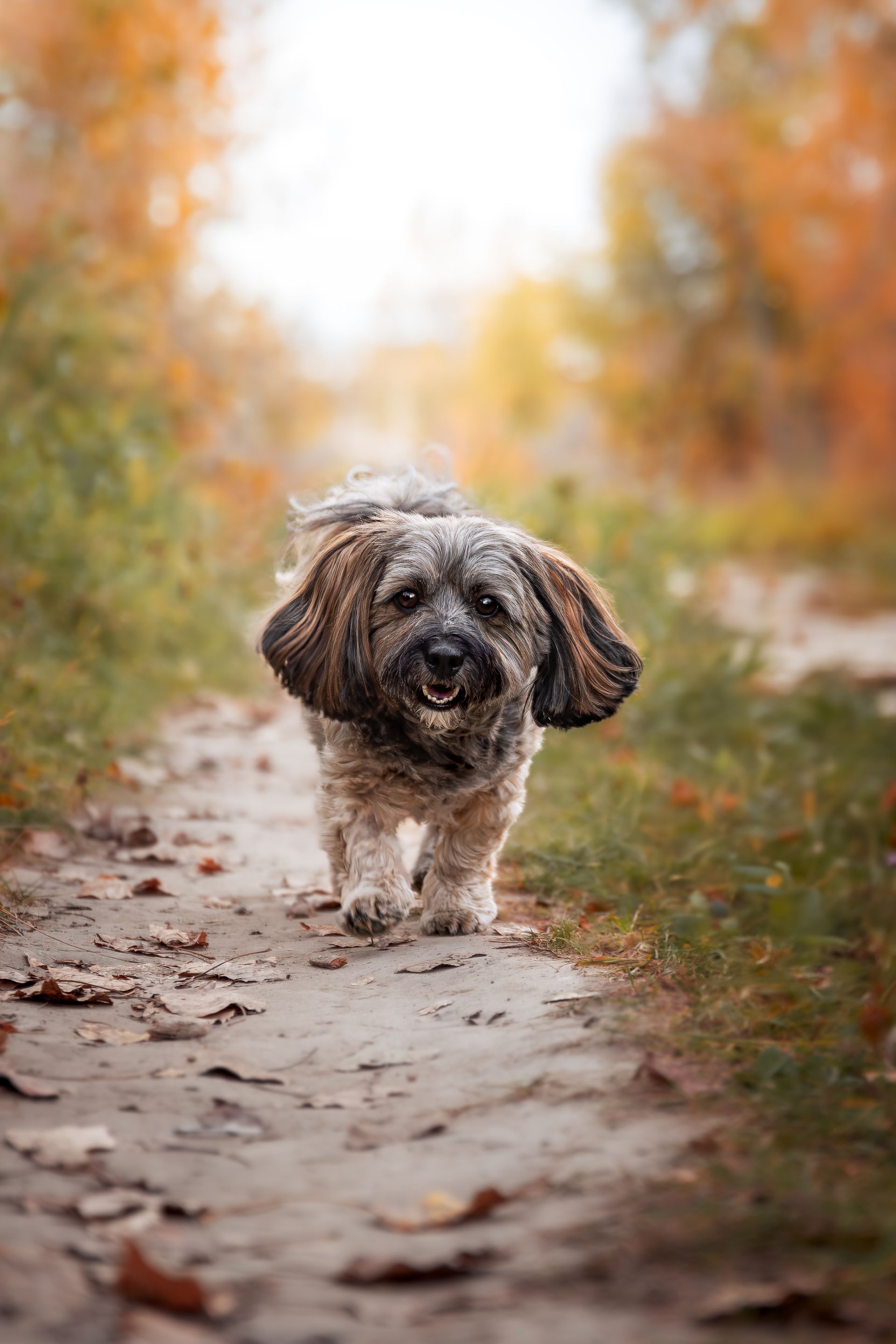 Professional dog photographer Calgary capturing lifestyle pet portraits