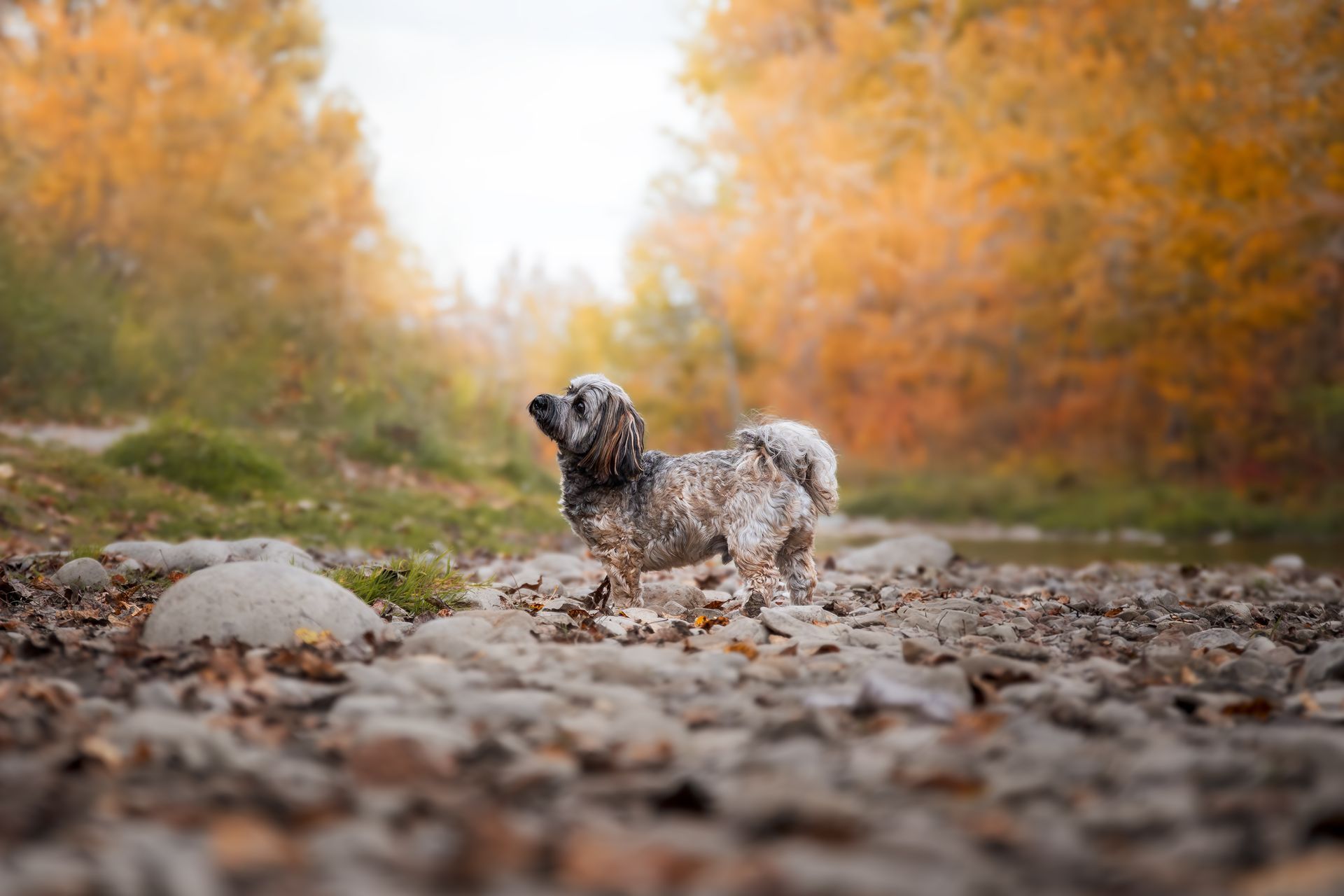 Alberta Dog Photographer