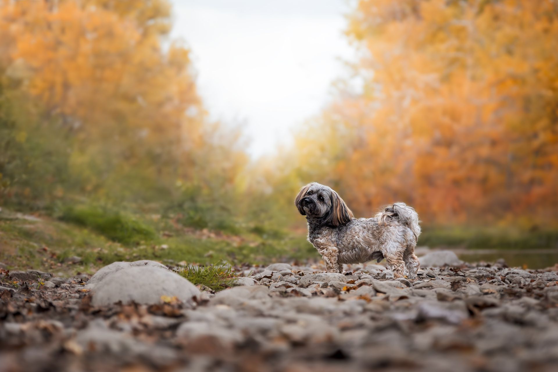 Dog portrait by a Calgary pet photographer in natural light