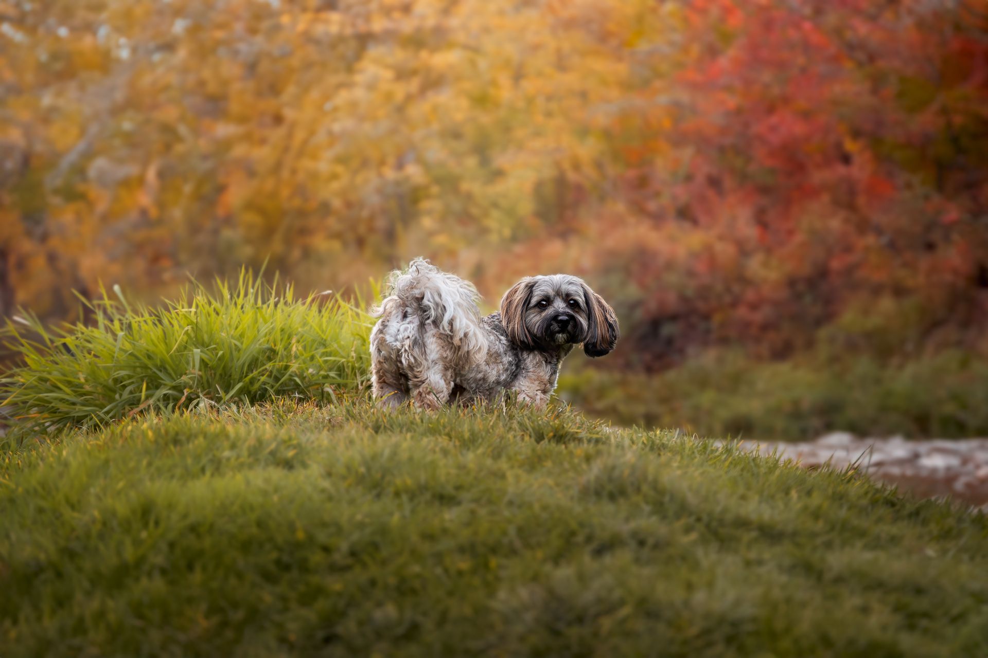 Calgary pet photography focusing on emotion and connection