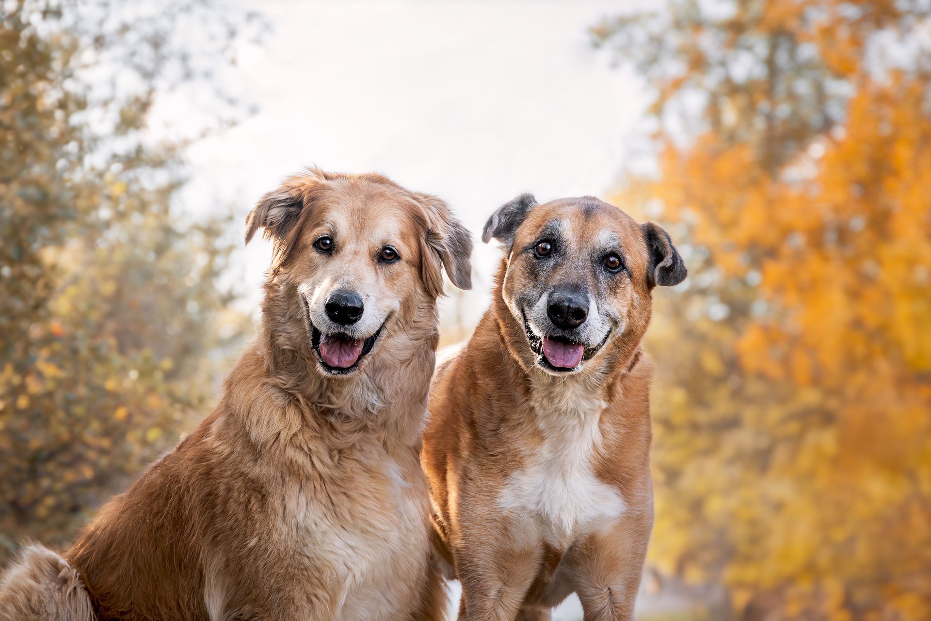 Dog photography Alberta focused on storytelling and emotion