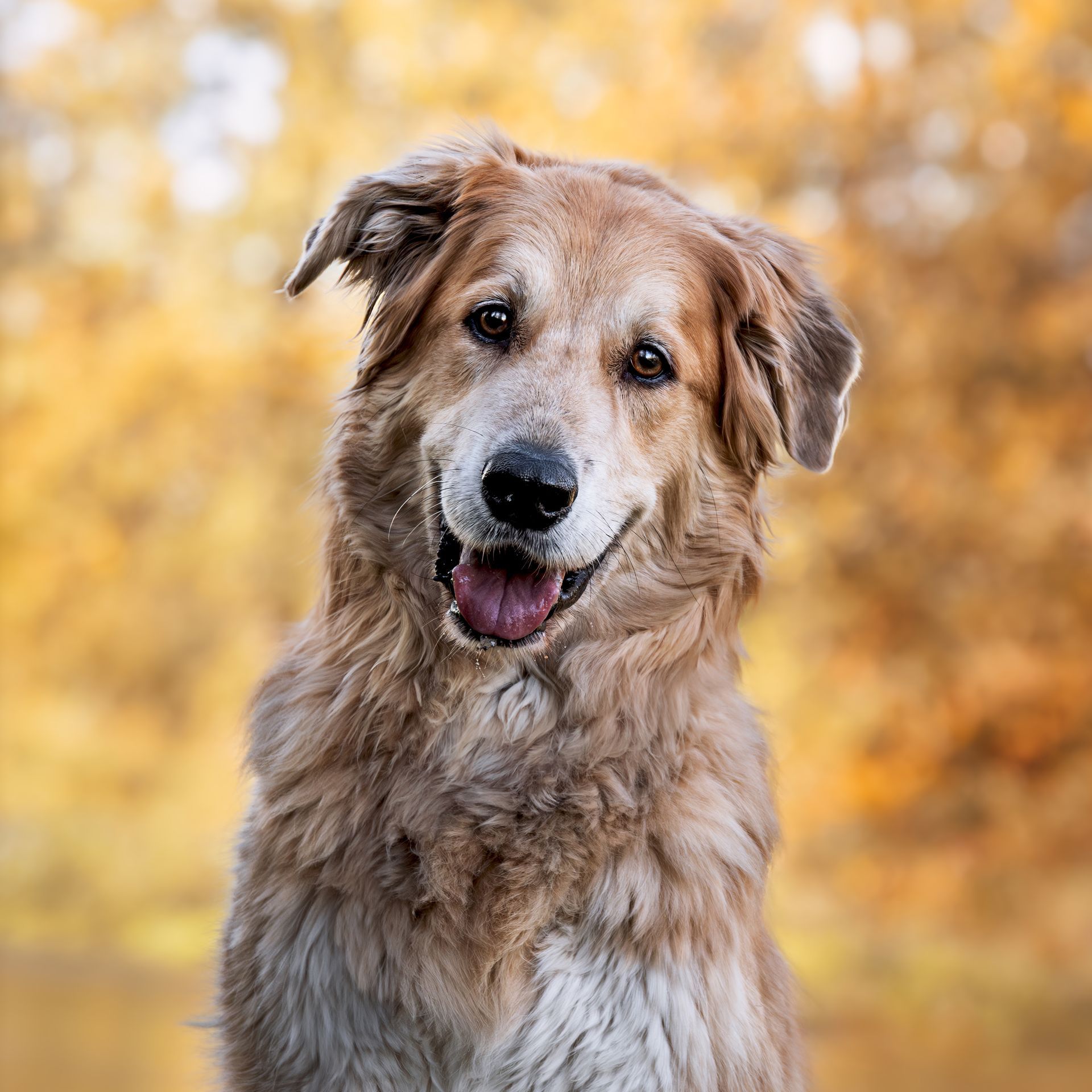 Pet photography Calgary showcasing dog personality