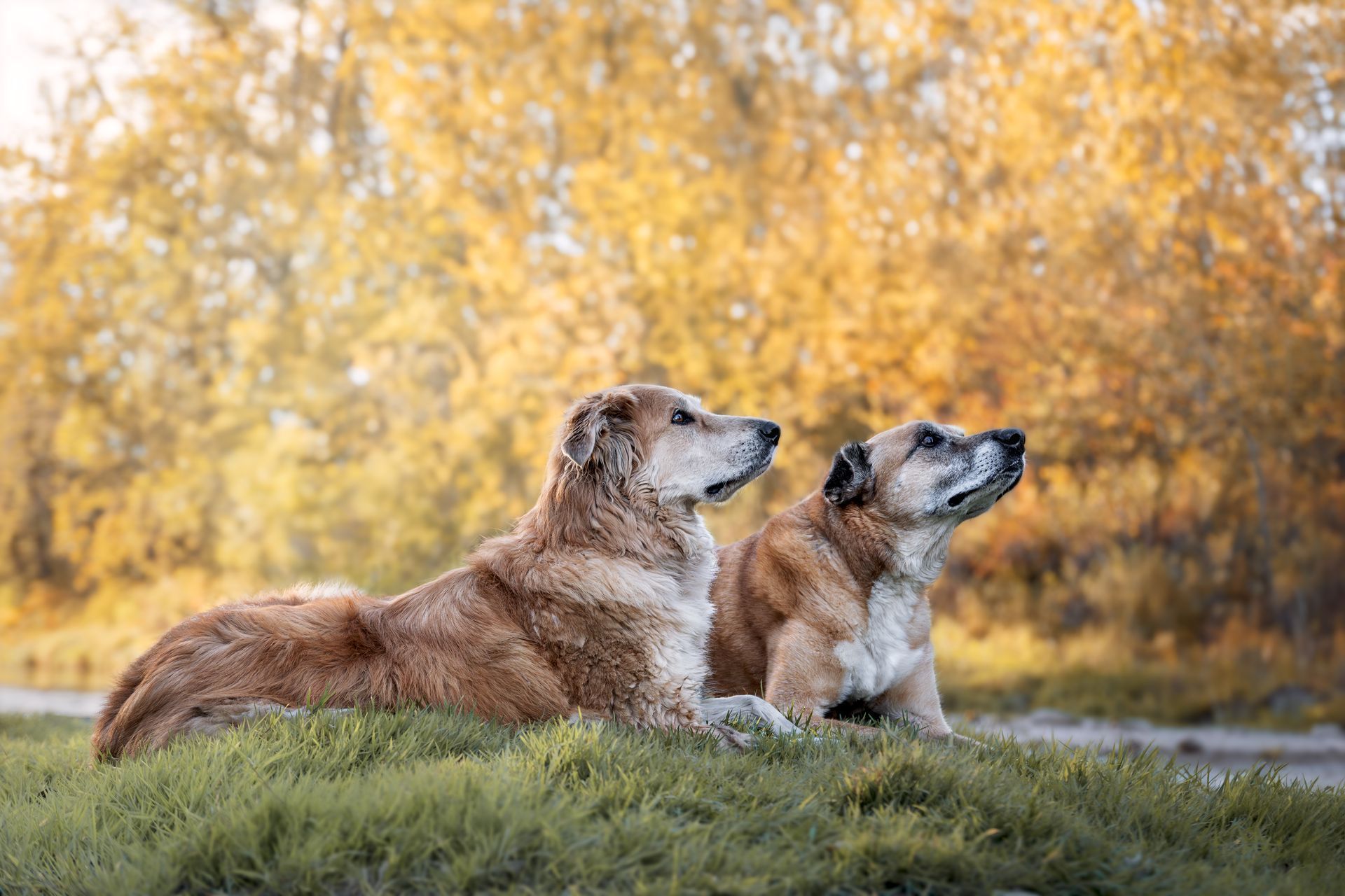Alberta dog photos captured in natural outdoor settings