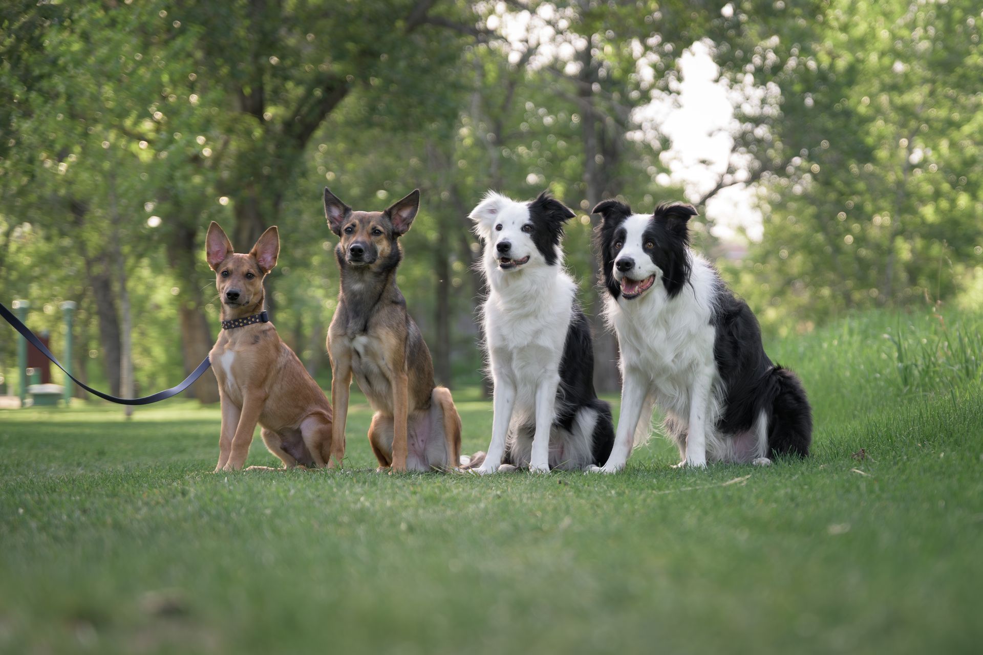 dog photography calgary, calgary dog photographer, how to photograph multiple dogs