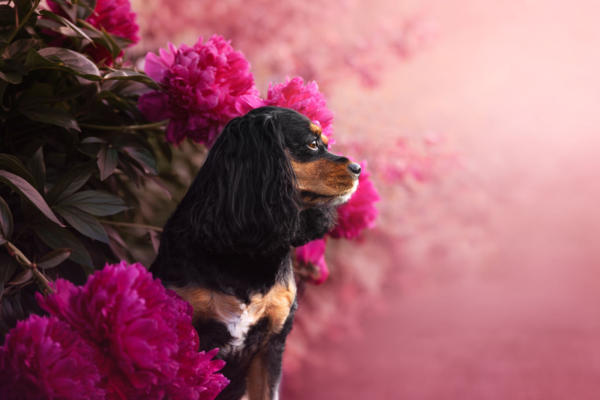 Finished artistic dog portrait from a professional Calgary dog photography session