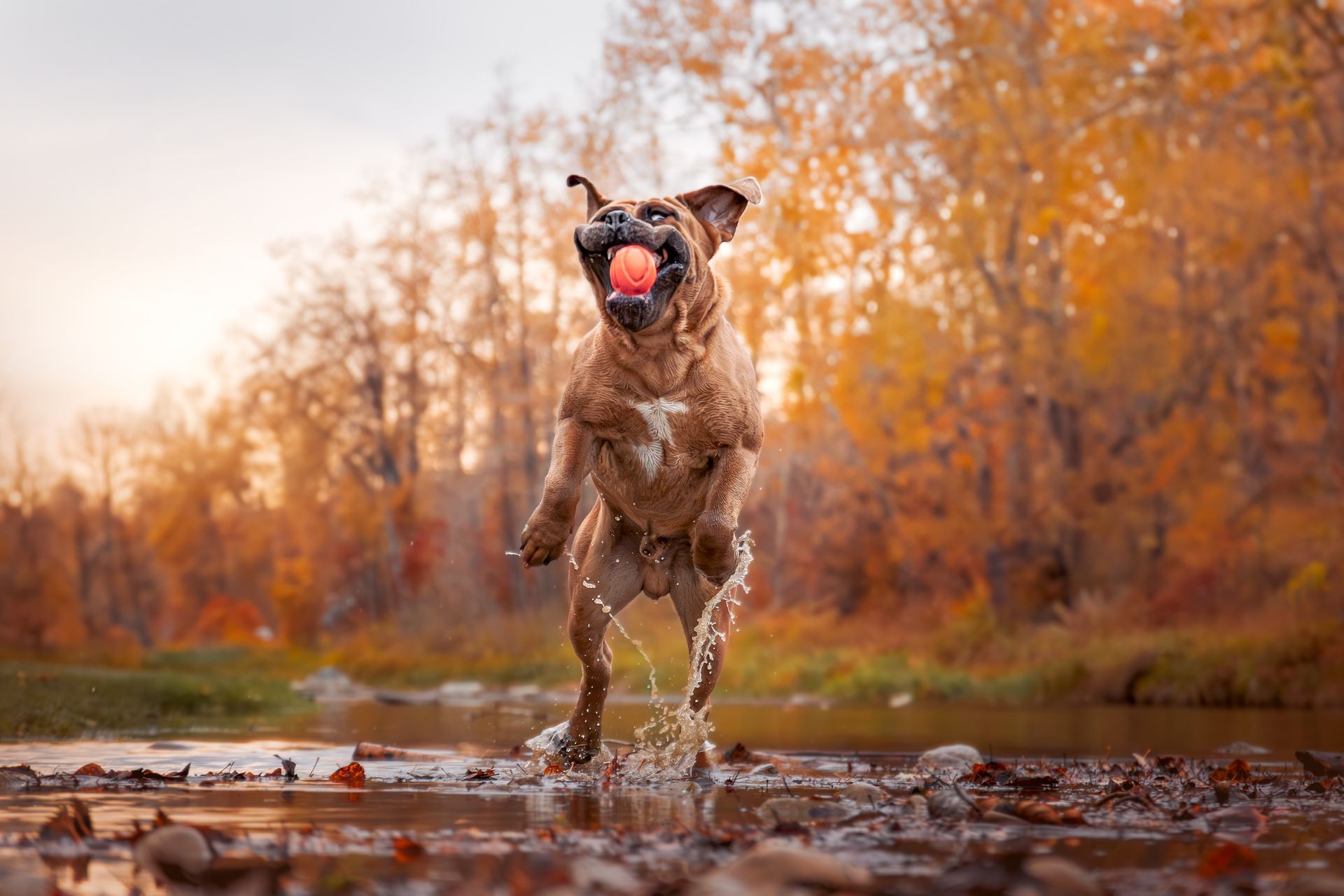 Pet photographer Calgary focused on lifestyle dog photography