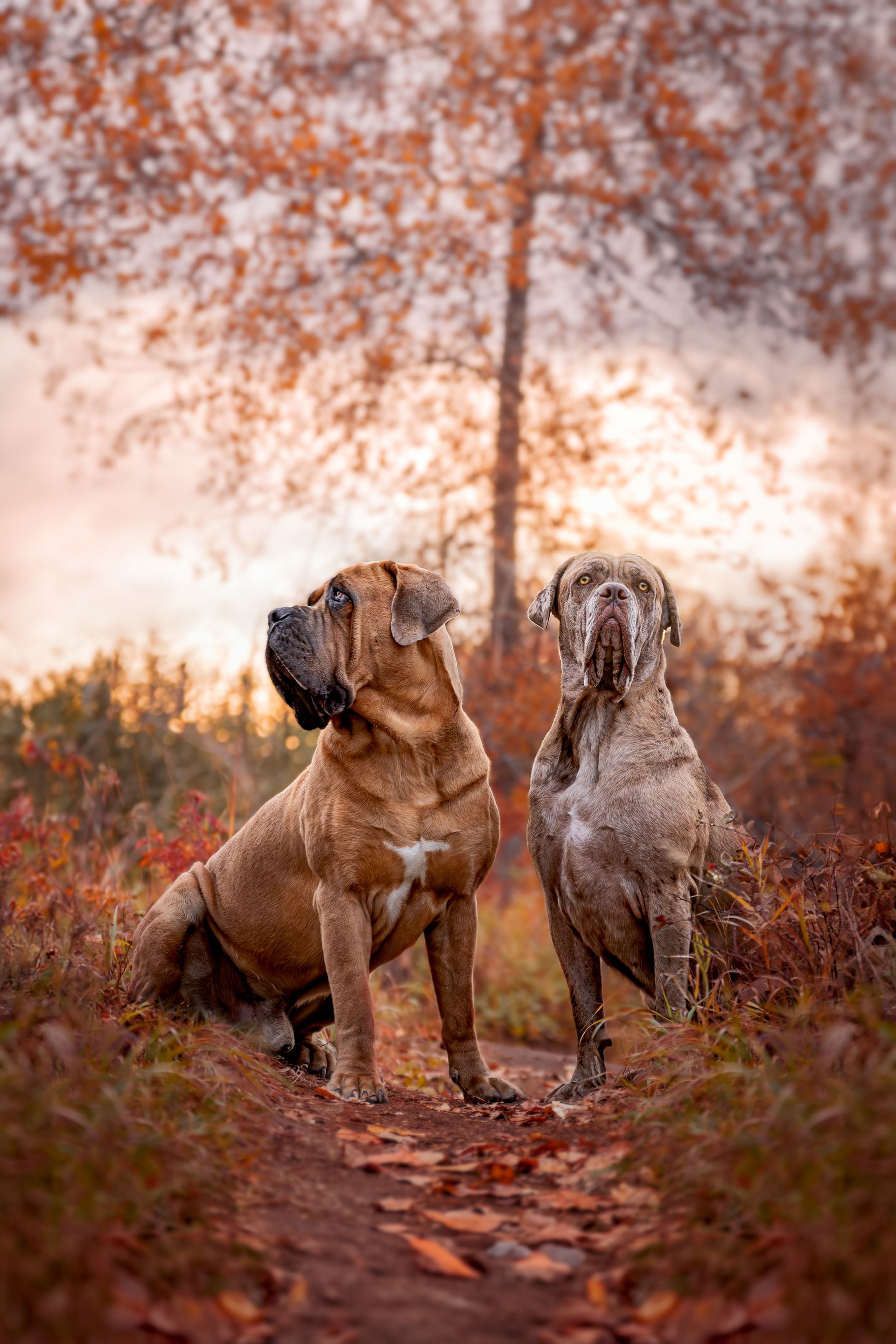 Calgary dog photographer producing artistic canine portraits