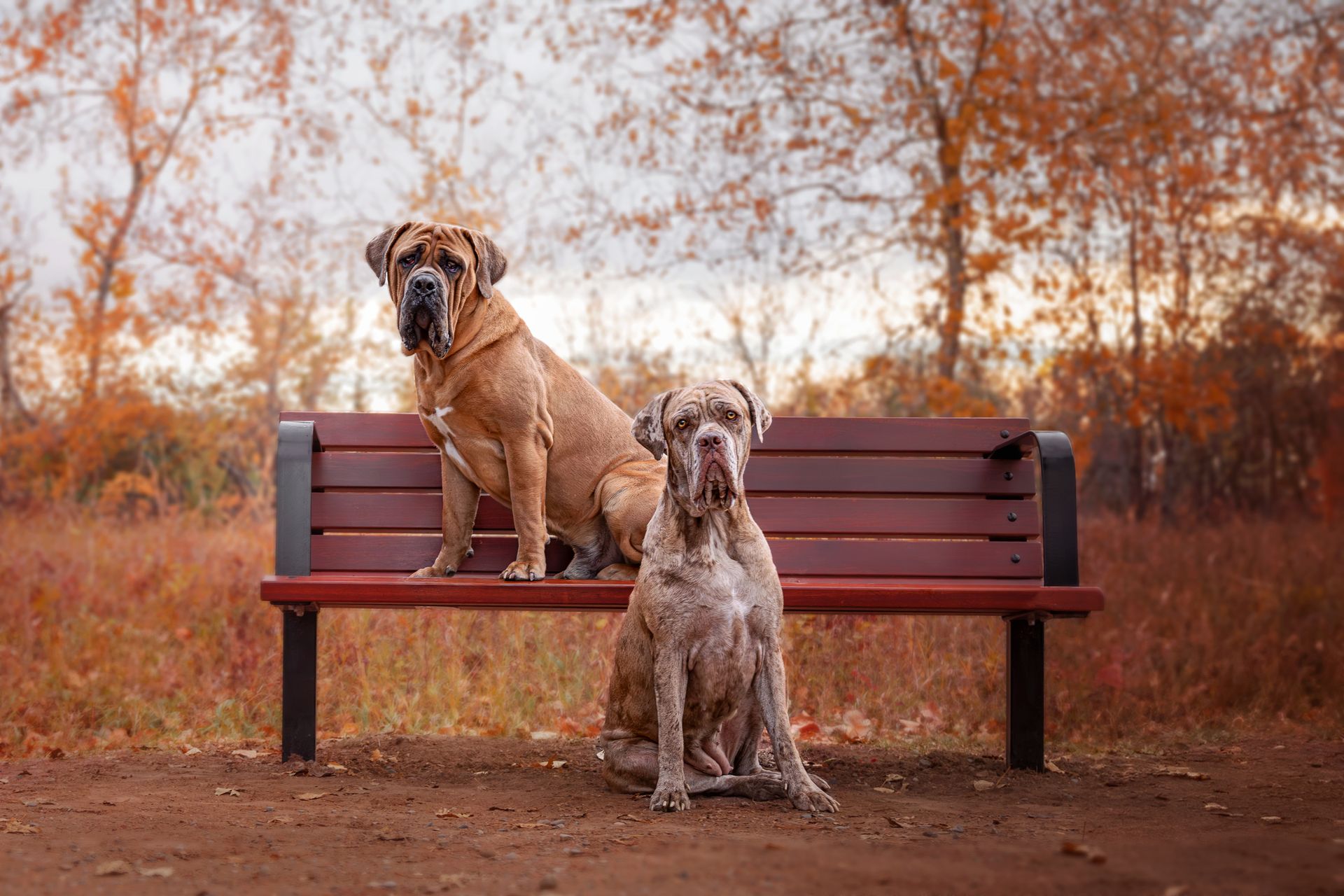 Pet photography Calgary focused on personality-driven portraits