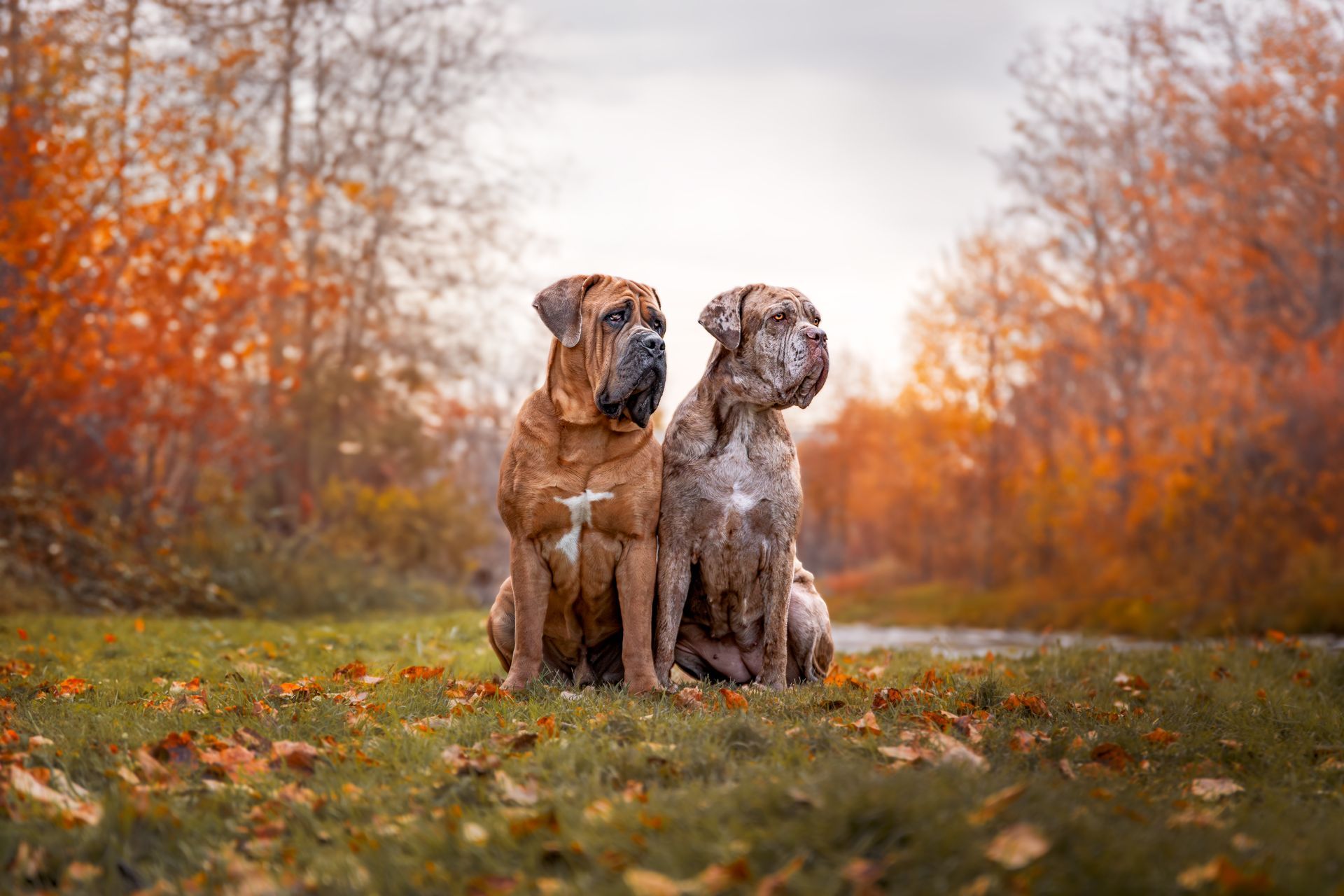 Dog portrait photography Calgary with natural styling
