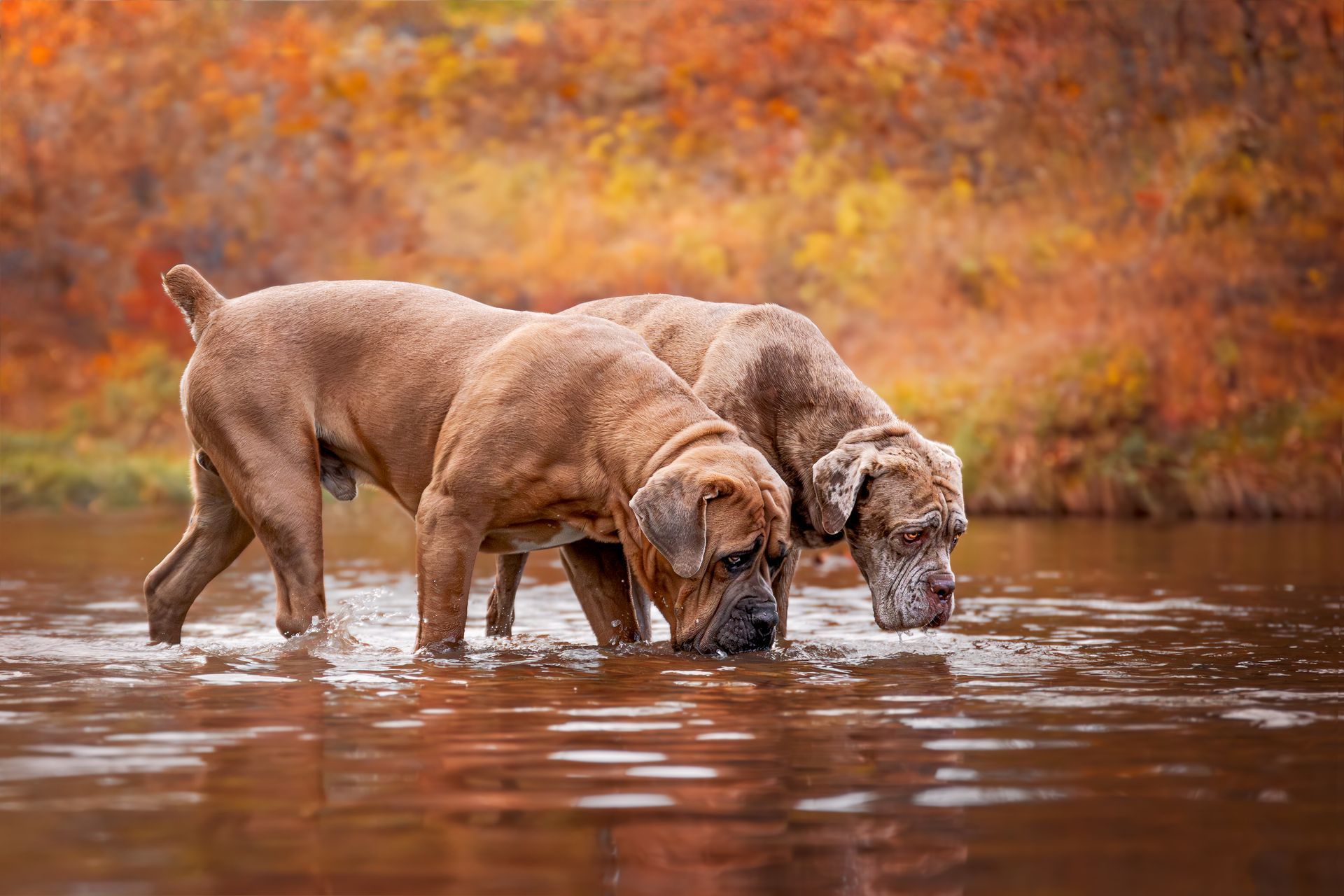 Calgary pet photographer creating storytelling dog images