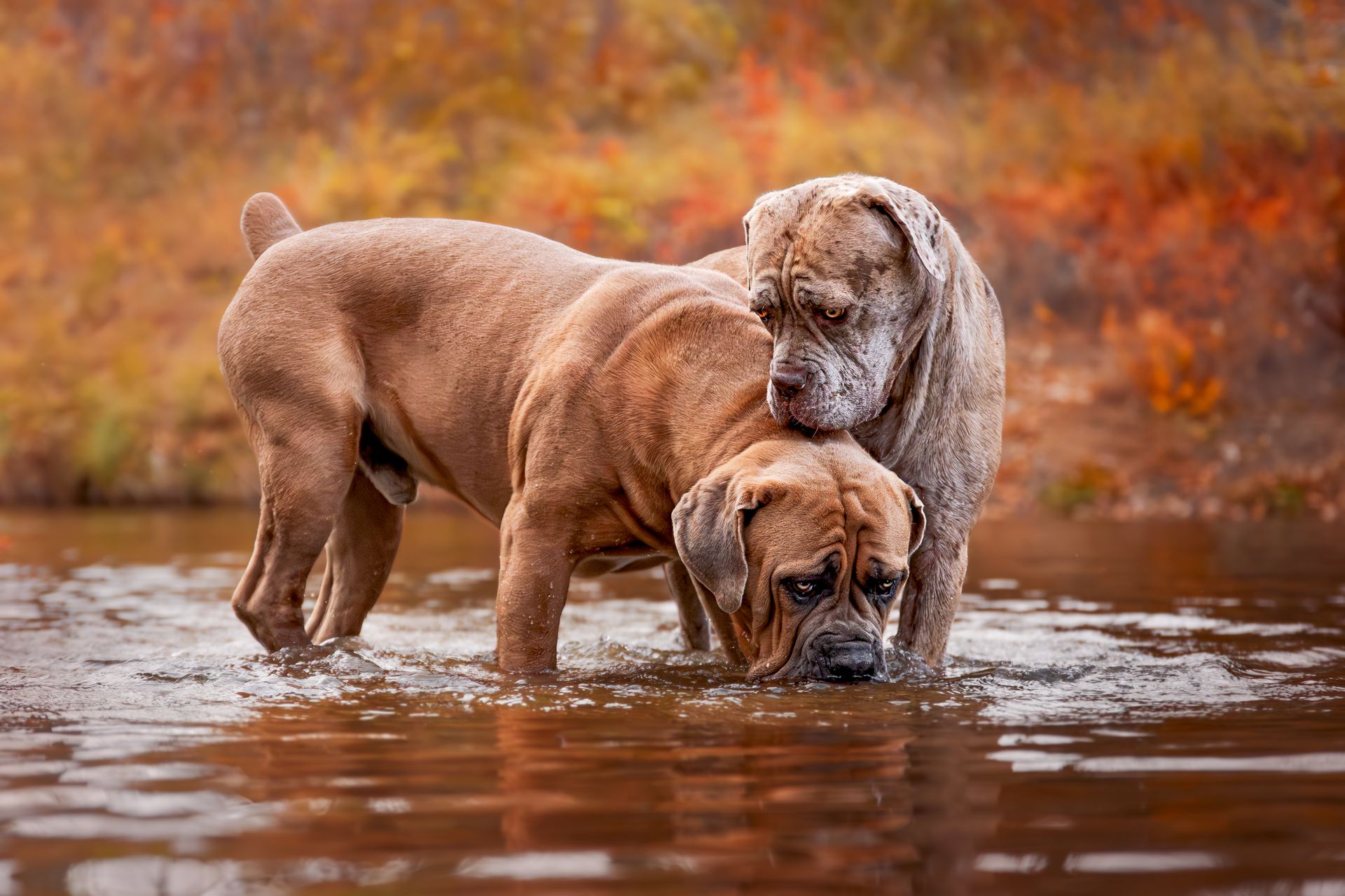 Dog photography Calgary capturing relaxed outdoor moments