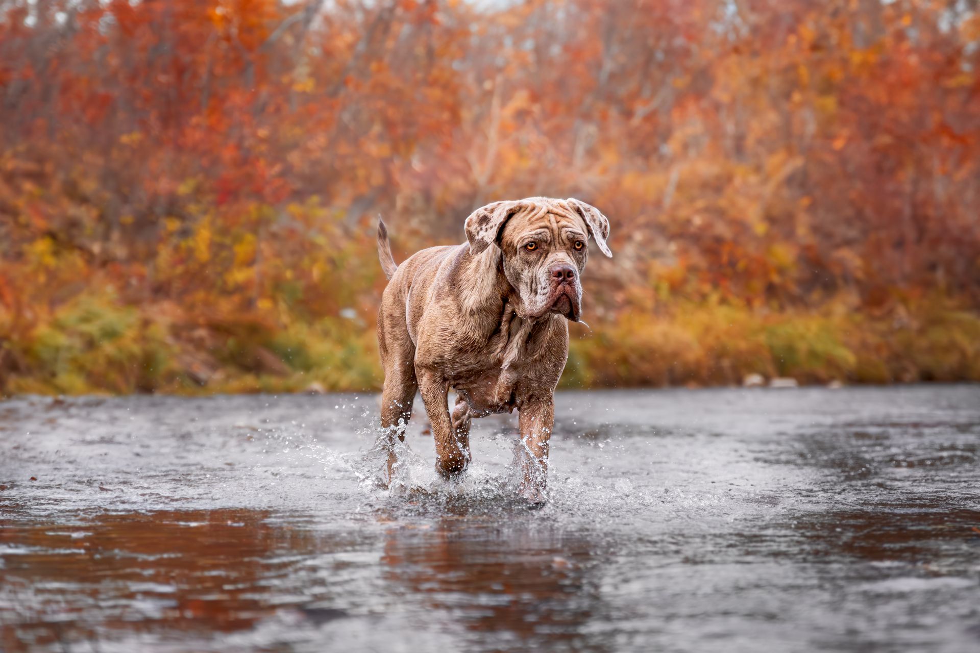 Calgary dog photography session with natural expressions