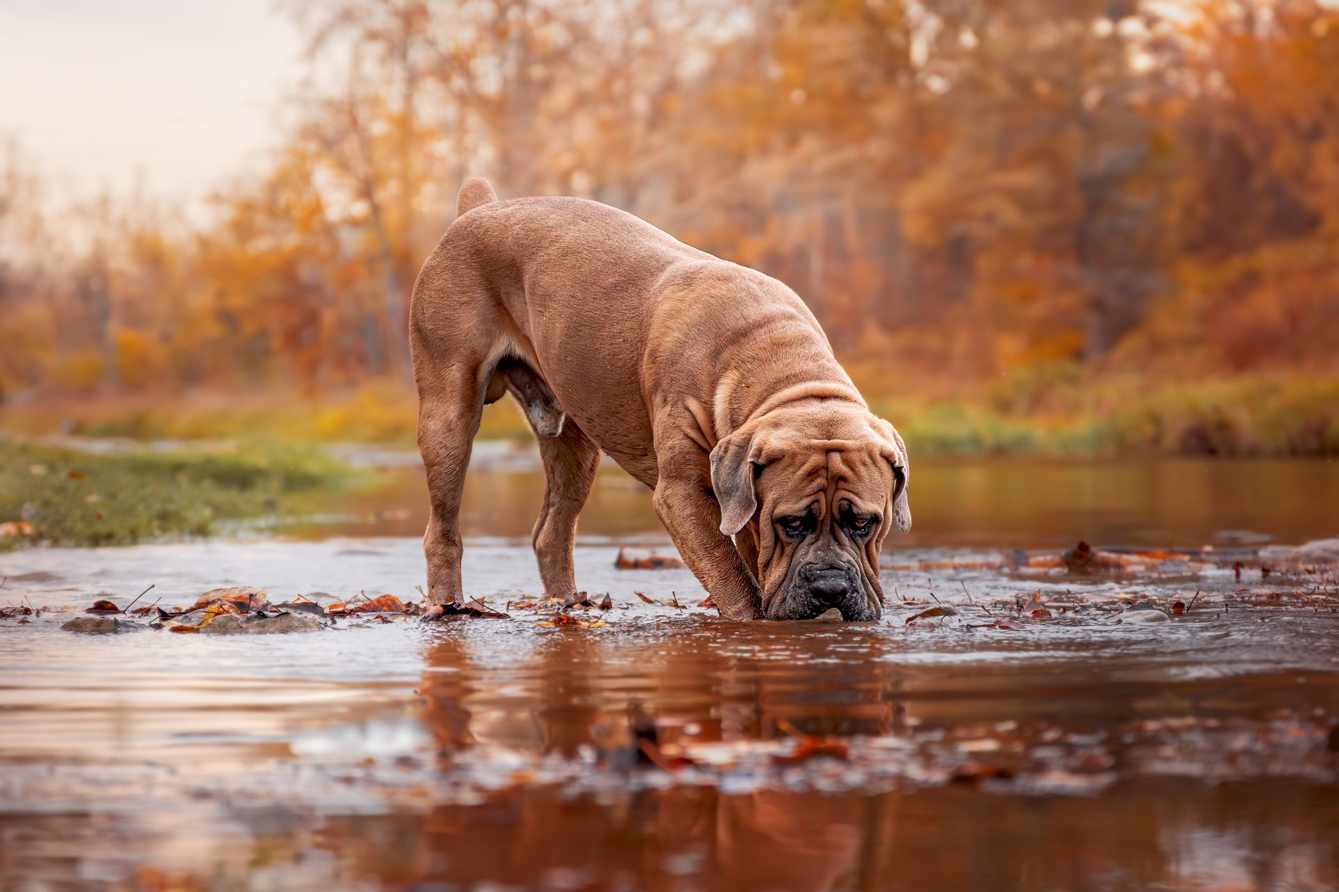 Pet photography Calgary highlighting connection and emotion