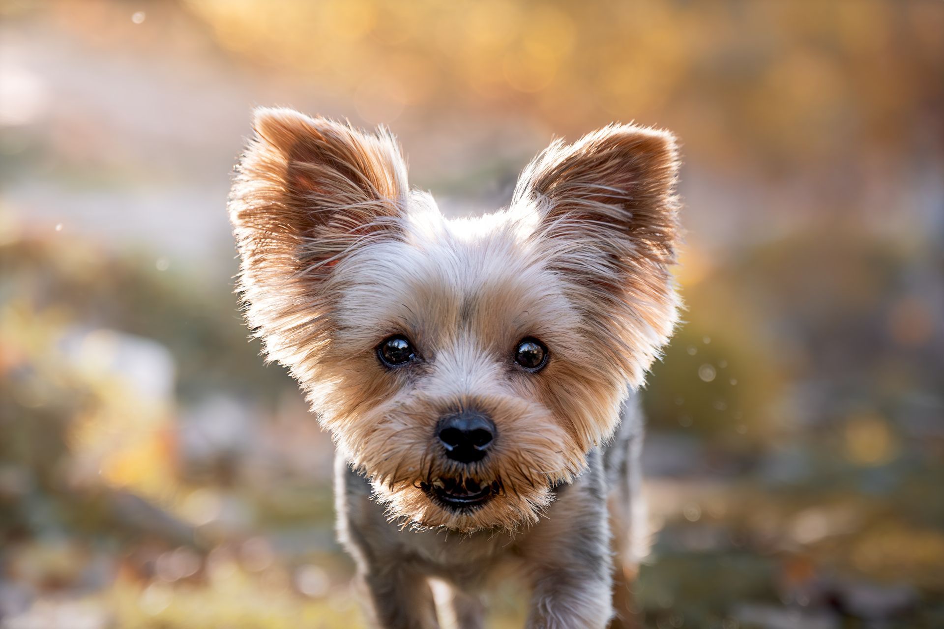 Calgary pet photographer capturing candid outdoor dog portraits