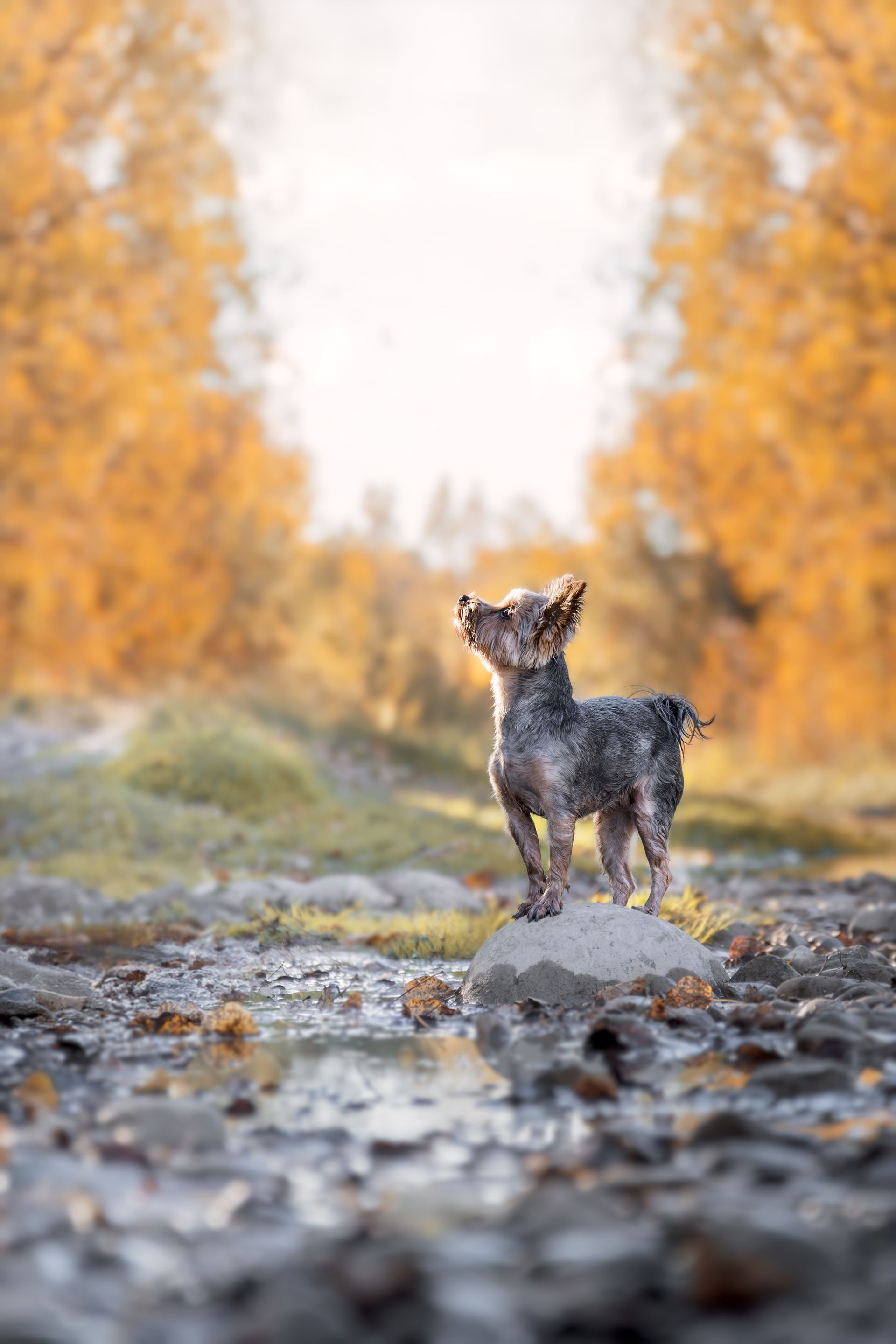 Artistic pet photography Calgary with natural expressions