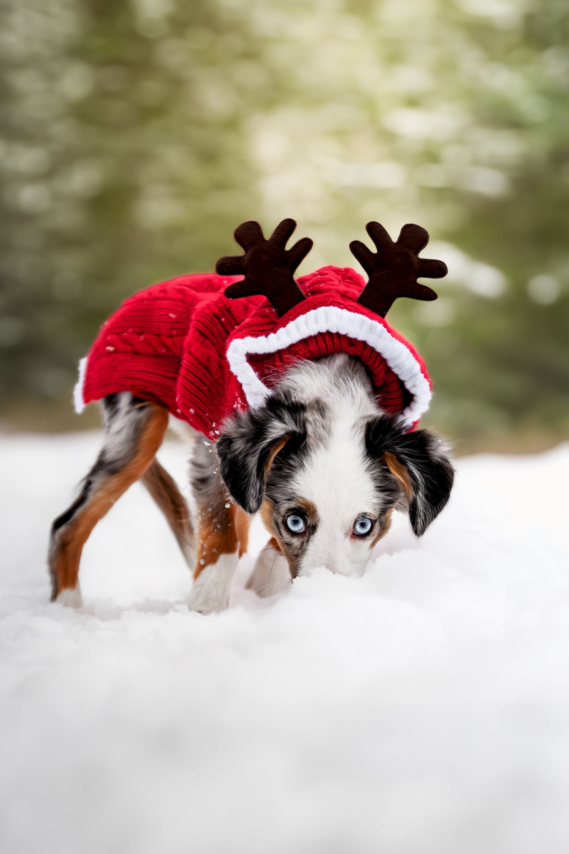 Natural light pet photography Alberta capturing dog photos