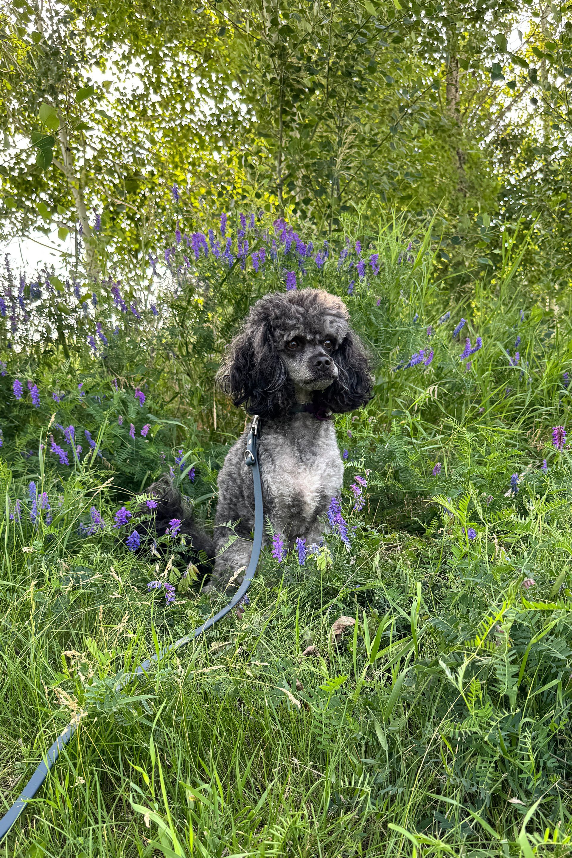 Alberta dog photographer specializing in pet photography Alberta