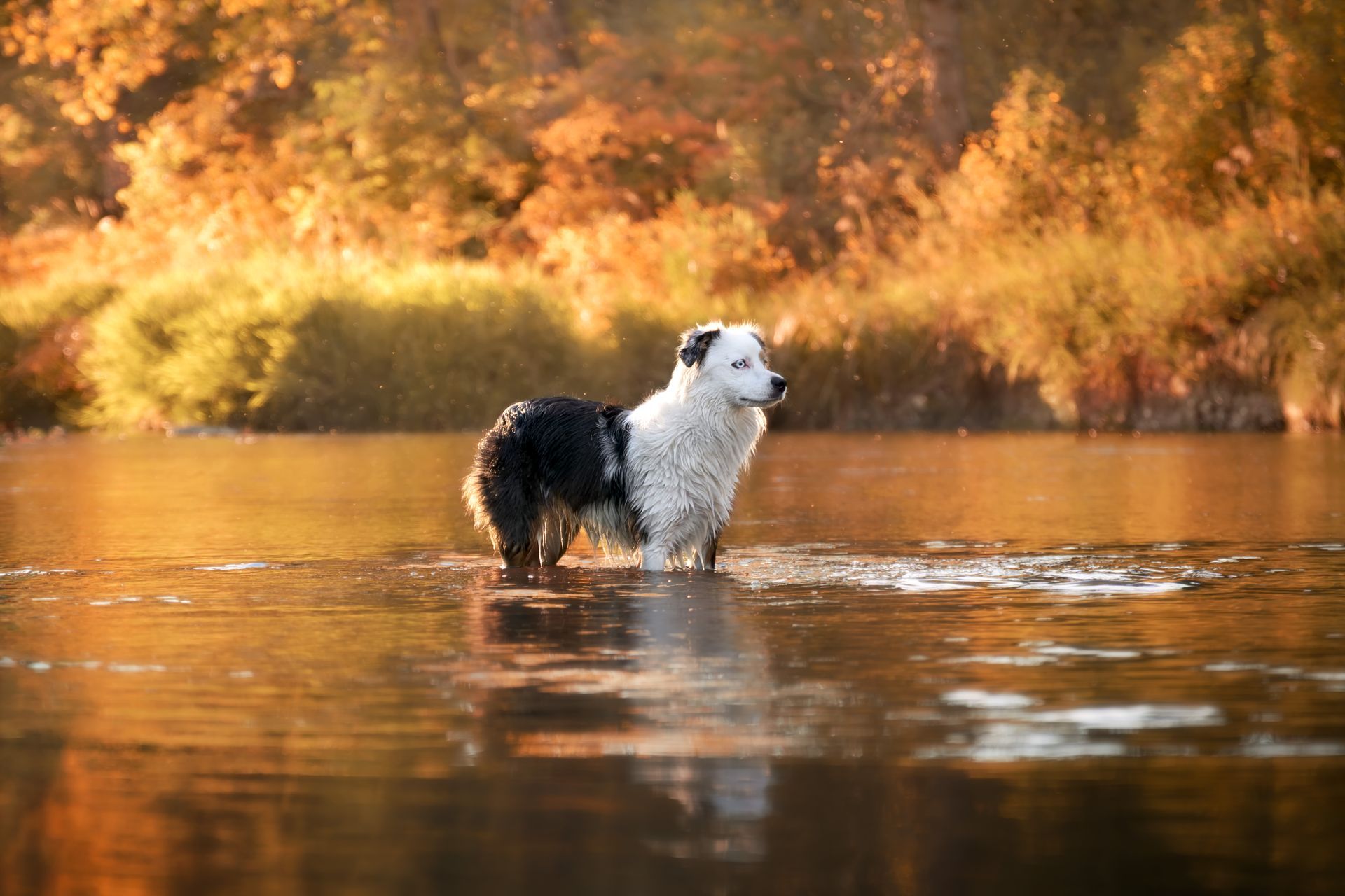 Professional dog portrait photography in Calgary, Alberta, showcasing artistic composition, detailed