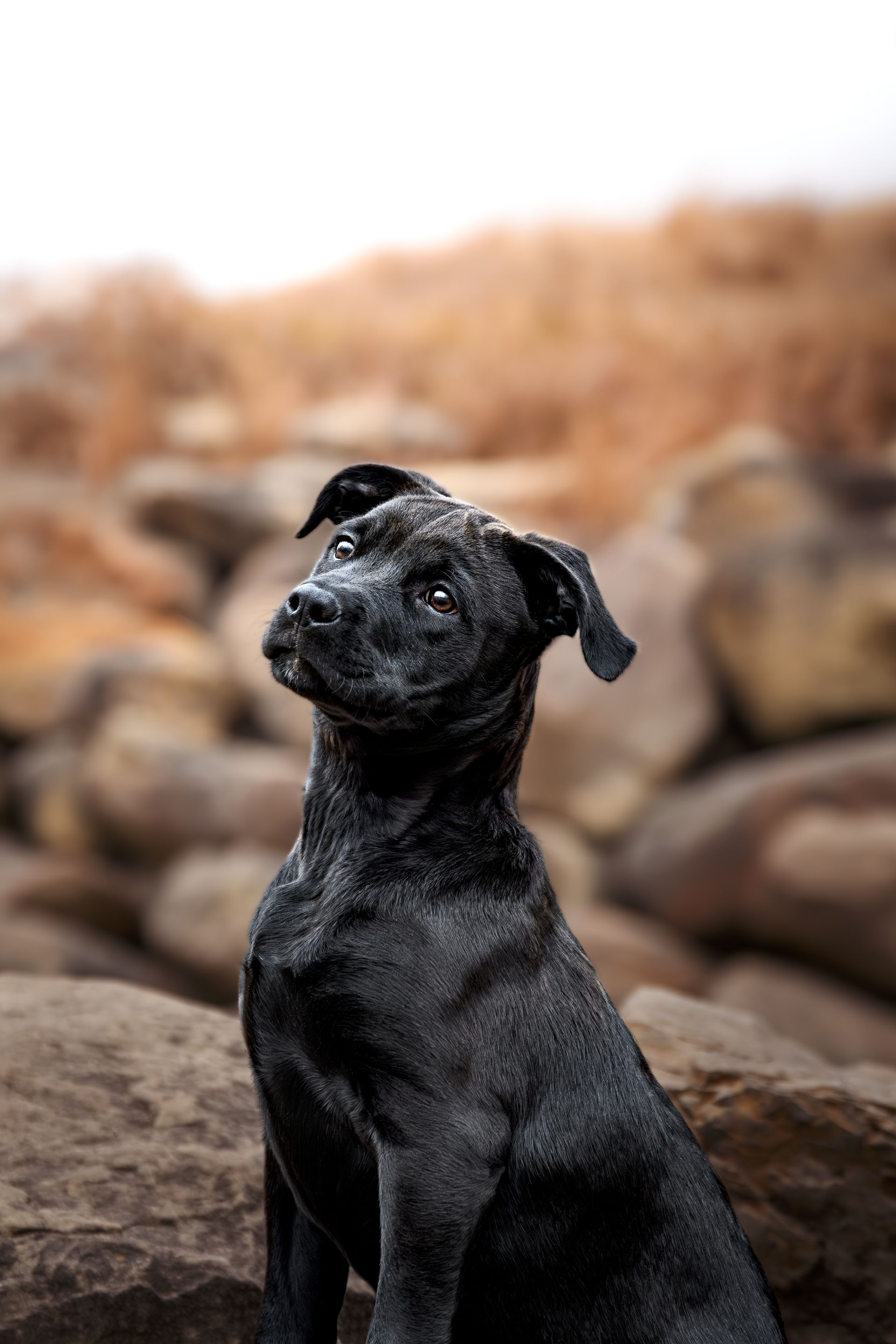 Calgary dog photographer focused on storytelling portraits