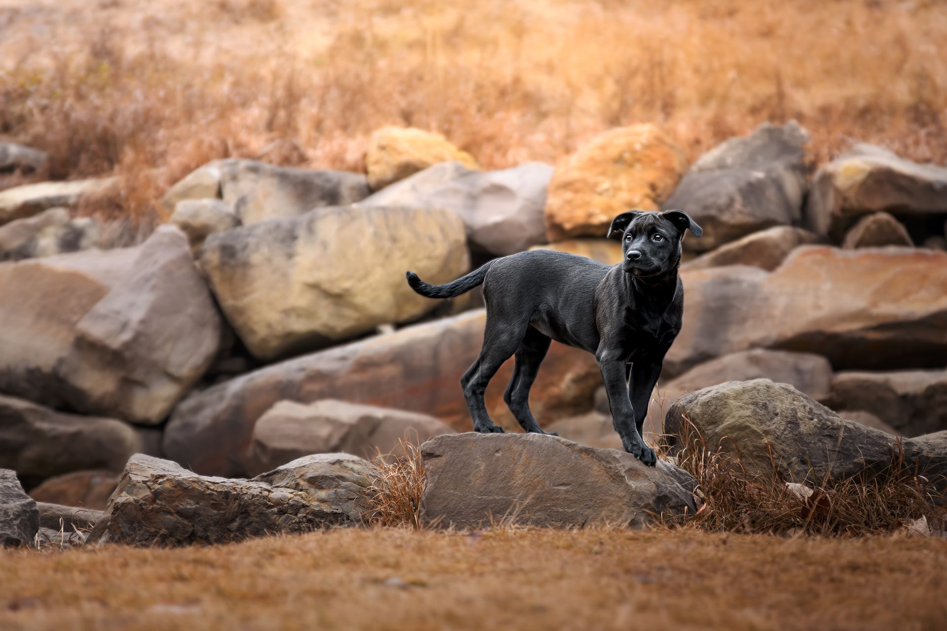 Pet photographer Calgary creating lifestyle dog photography