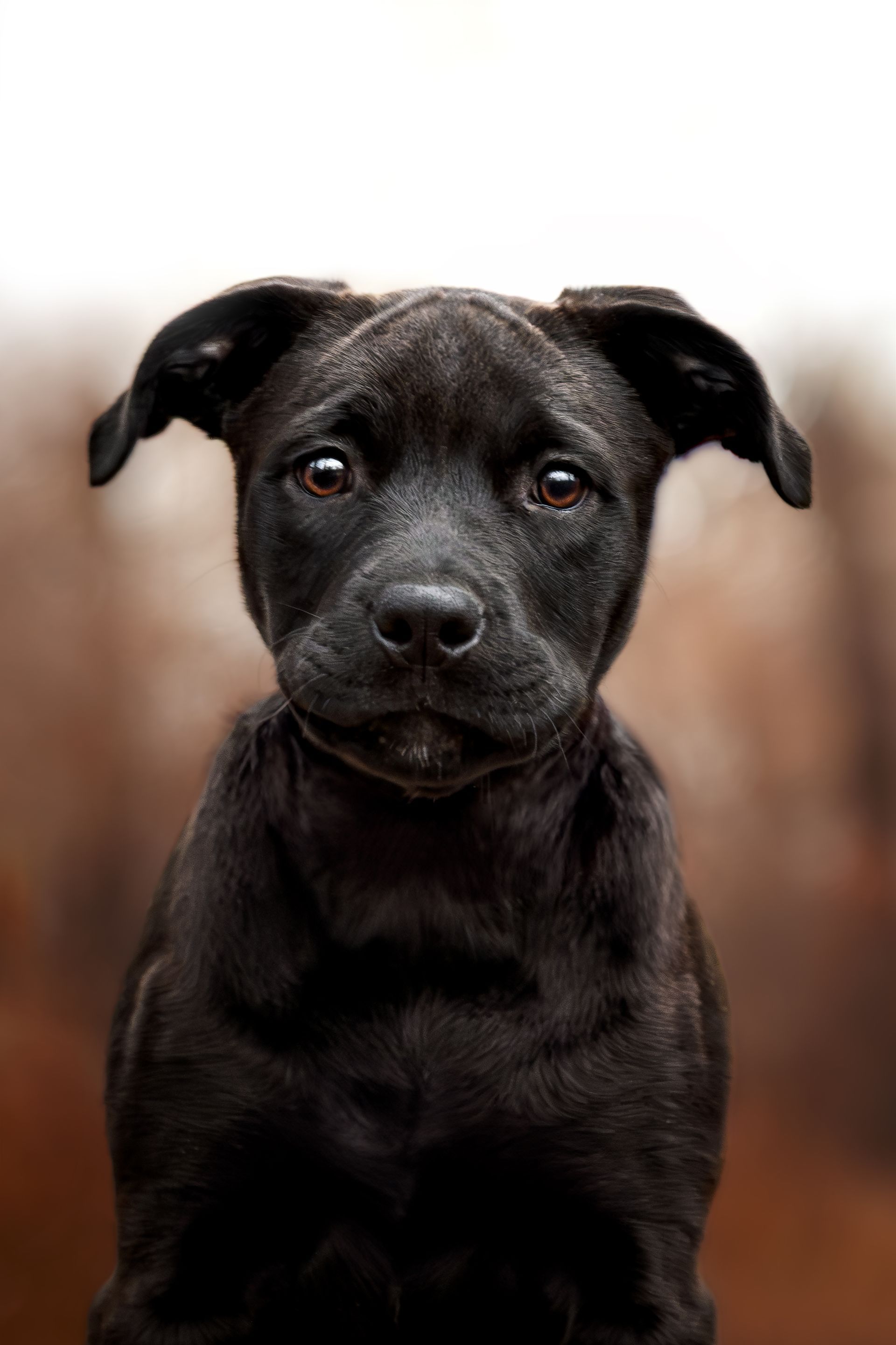 Alberta dog photography highlighting unique dog personalities