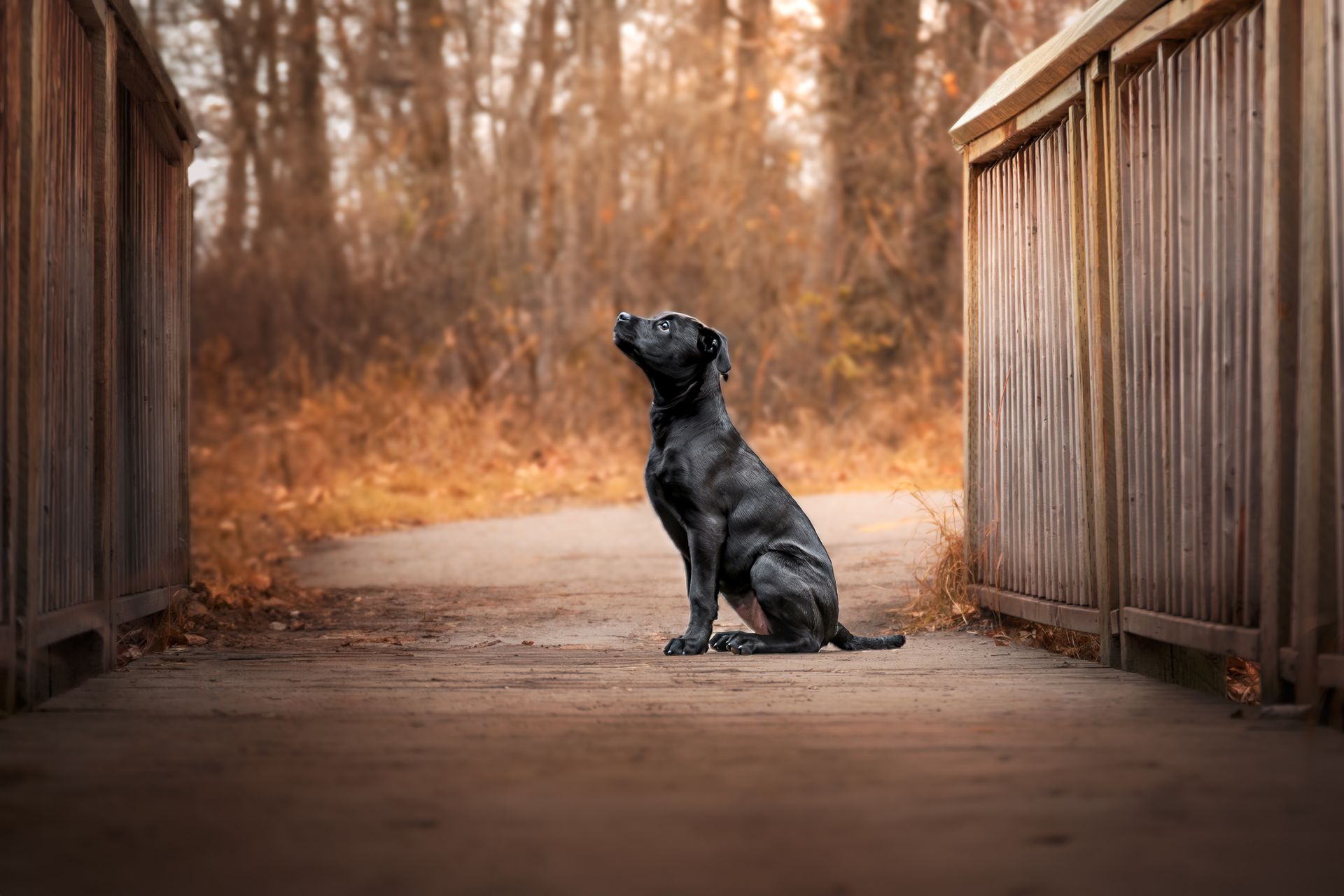 Calgary dog photographer producing artistic dog portraits
