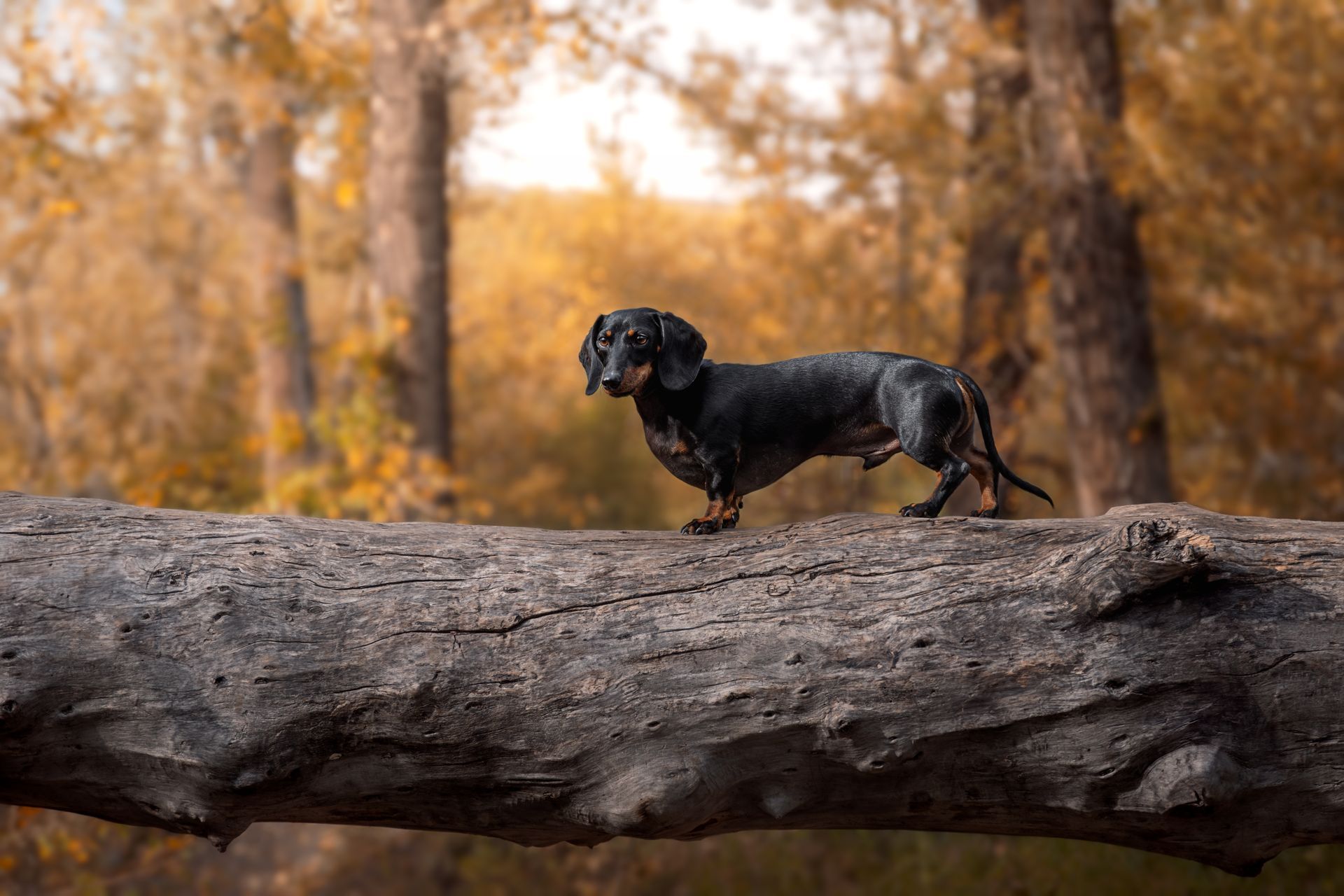 Dog portrait by a Calgary dog photographer specializing in pet photography Calgary