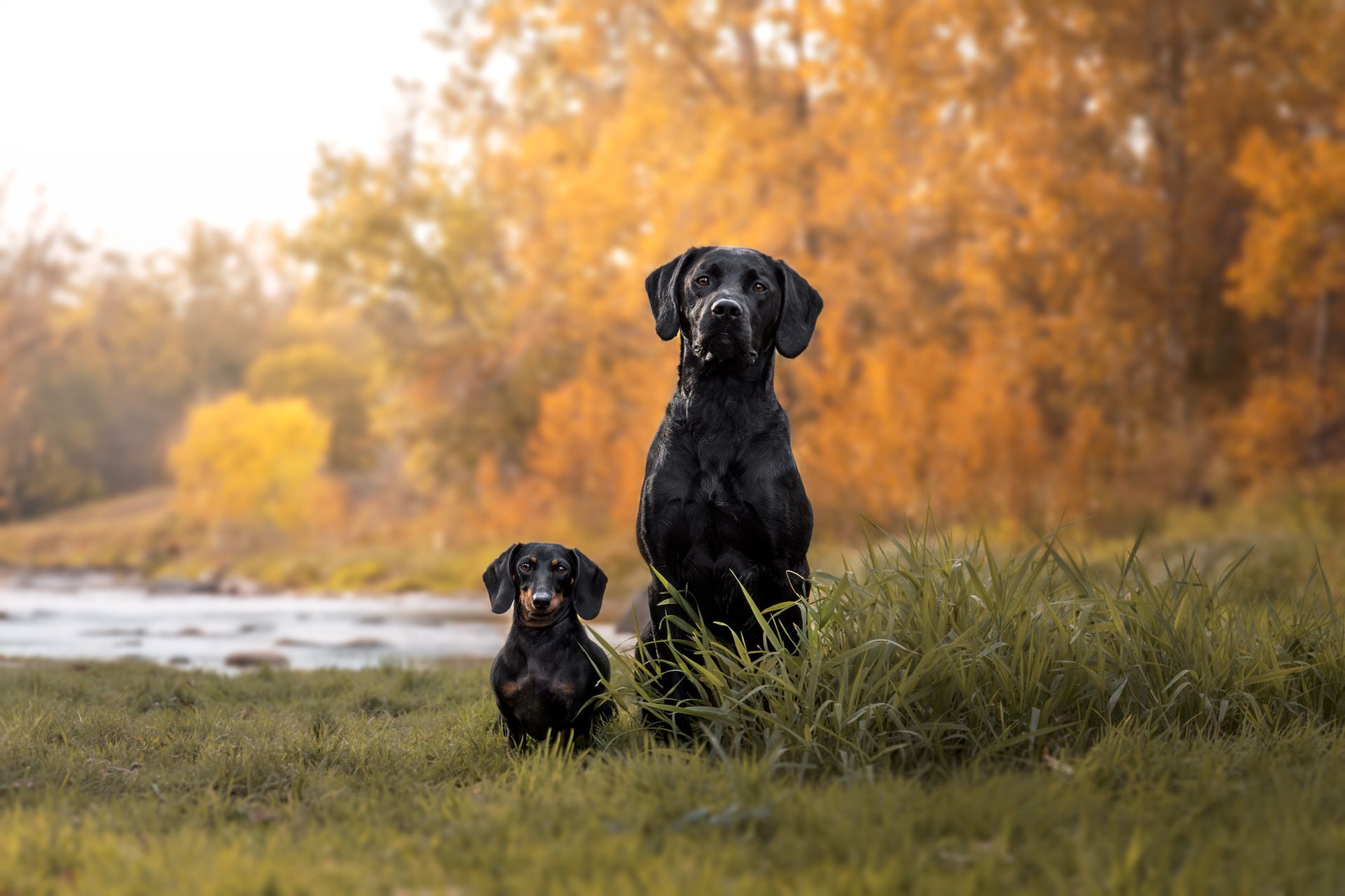 Candid pet photography Calgary session captured by a dog photographer