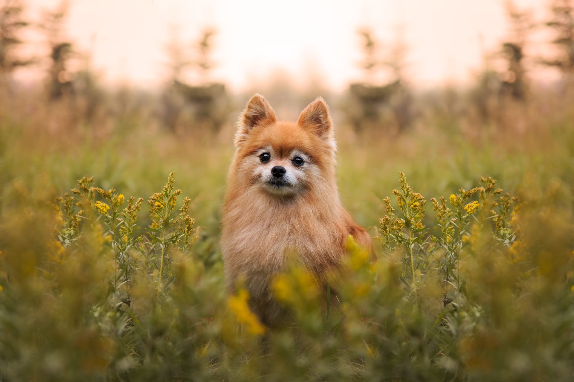 Dog sitting outdoors during a professional dog photography session