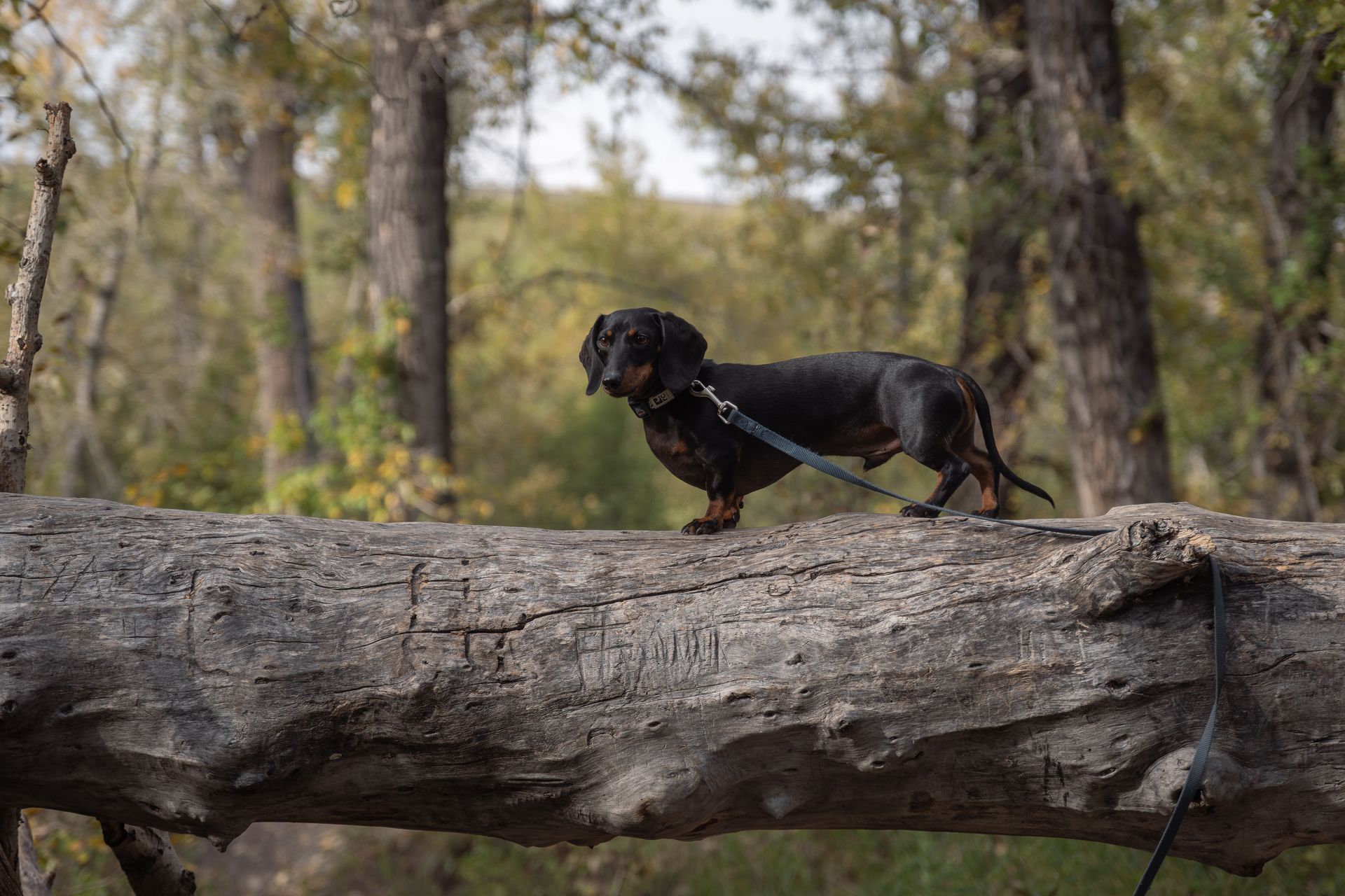 Fine art dog portrait by a Calgary dog photographer specializing in pet photography