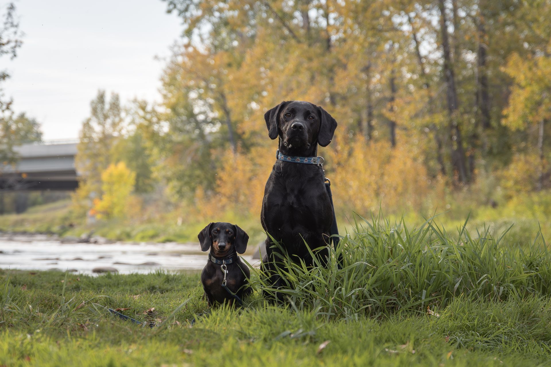 Artistic dog photography in Calgary by a Calgary pet photographer