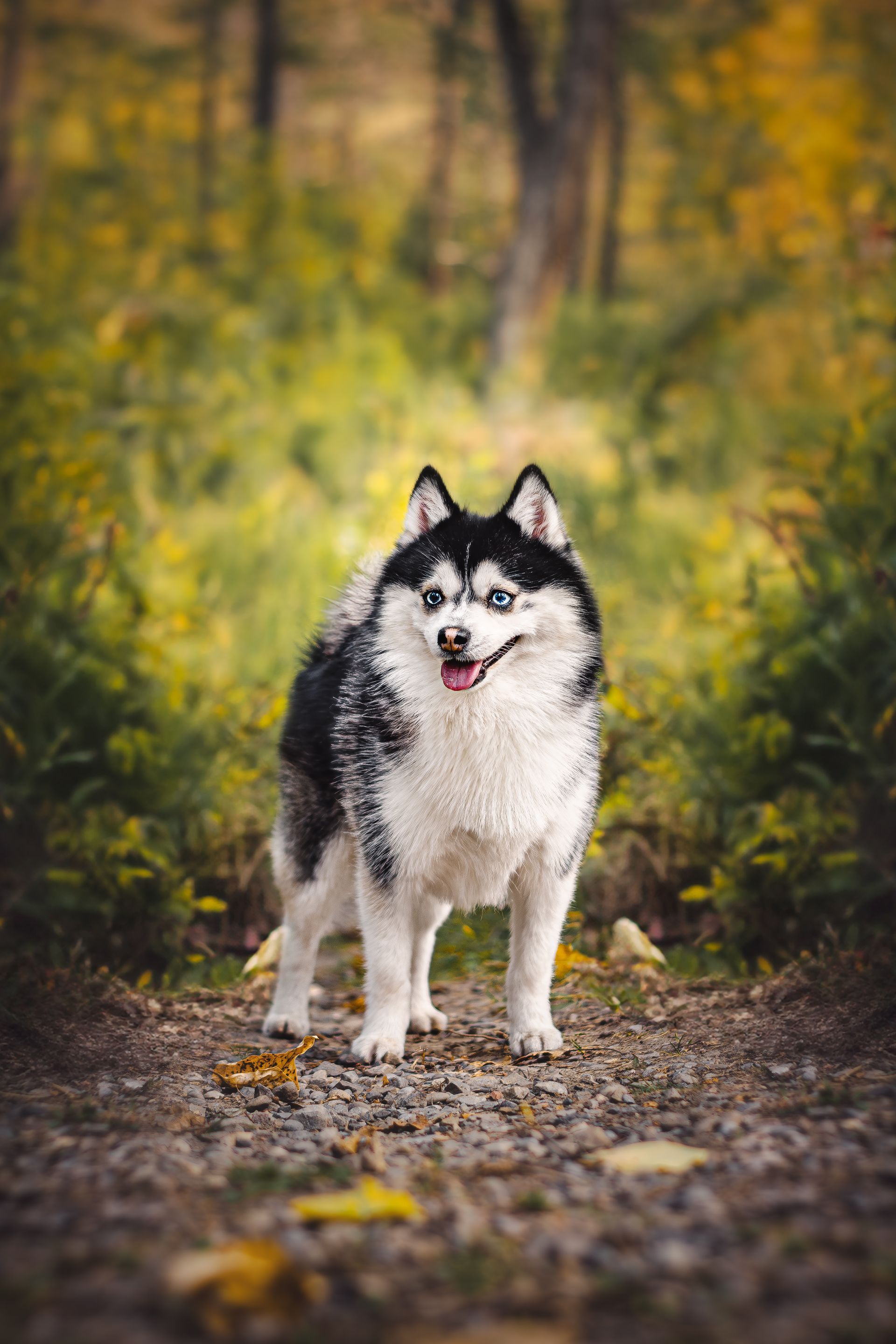 Alberta dog photographer capturing expressive dog portraits