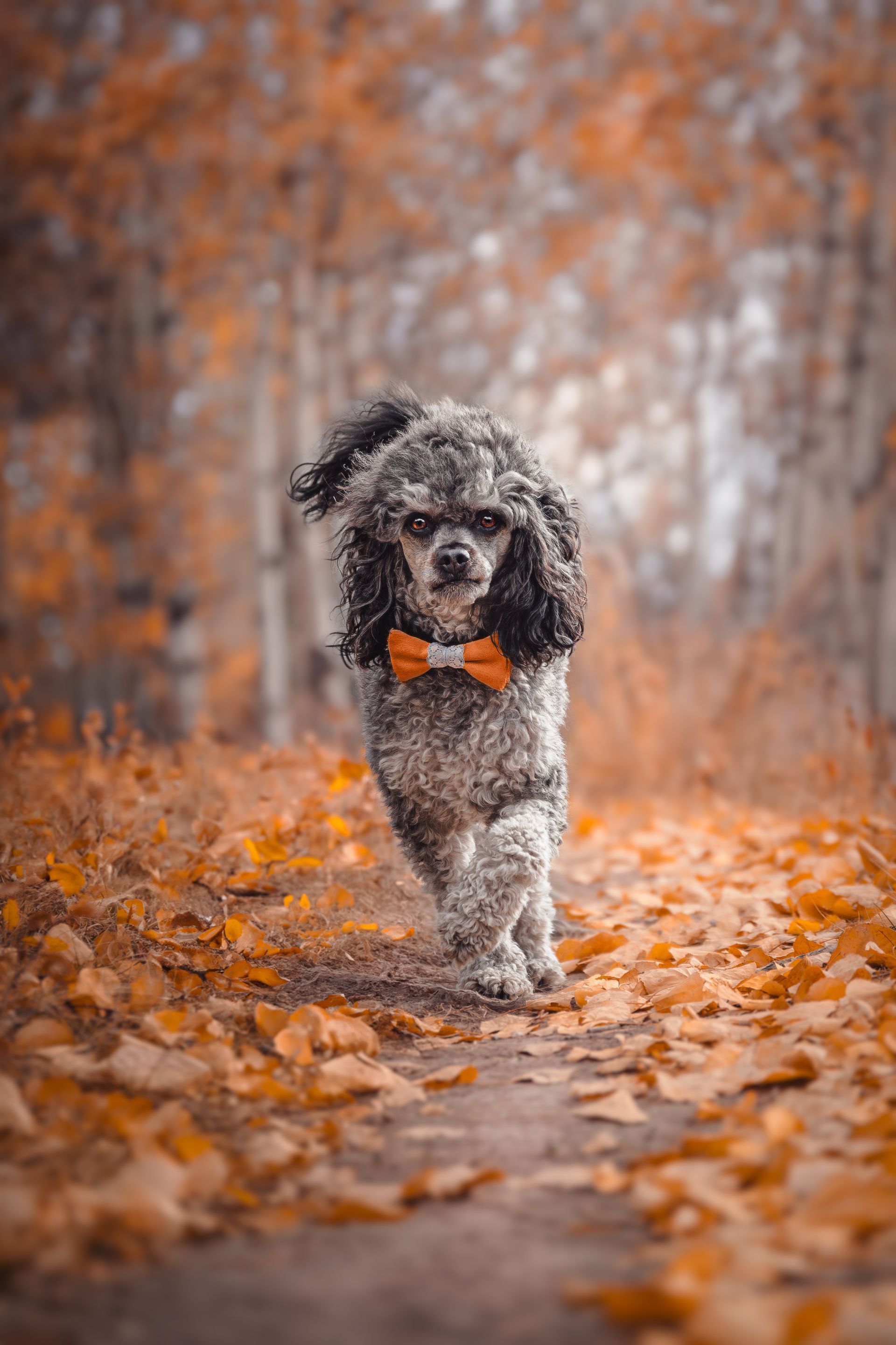 Alberta dog photographer capturing natural light dog portraits