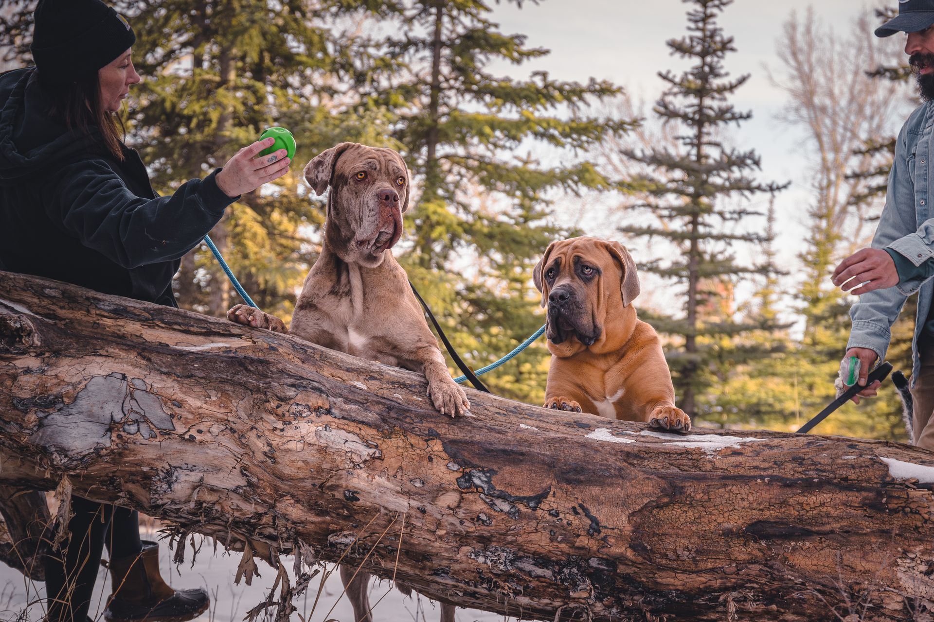 Calgary pet photography session highlighting charm and personality