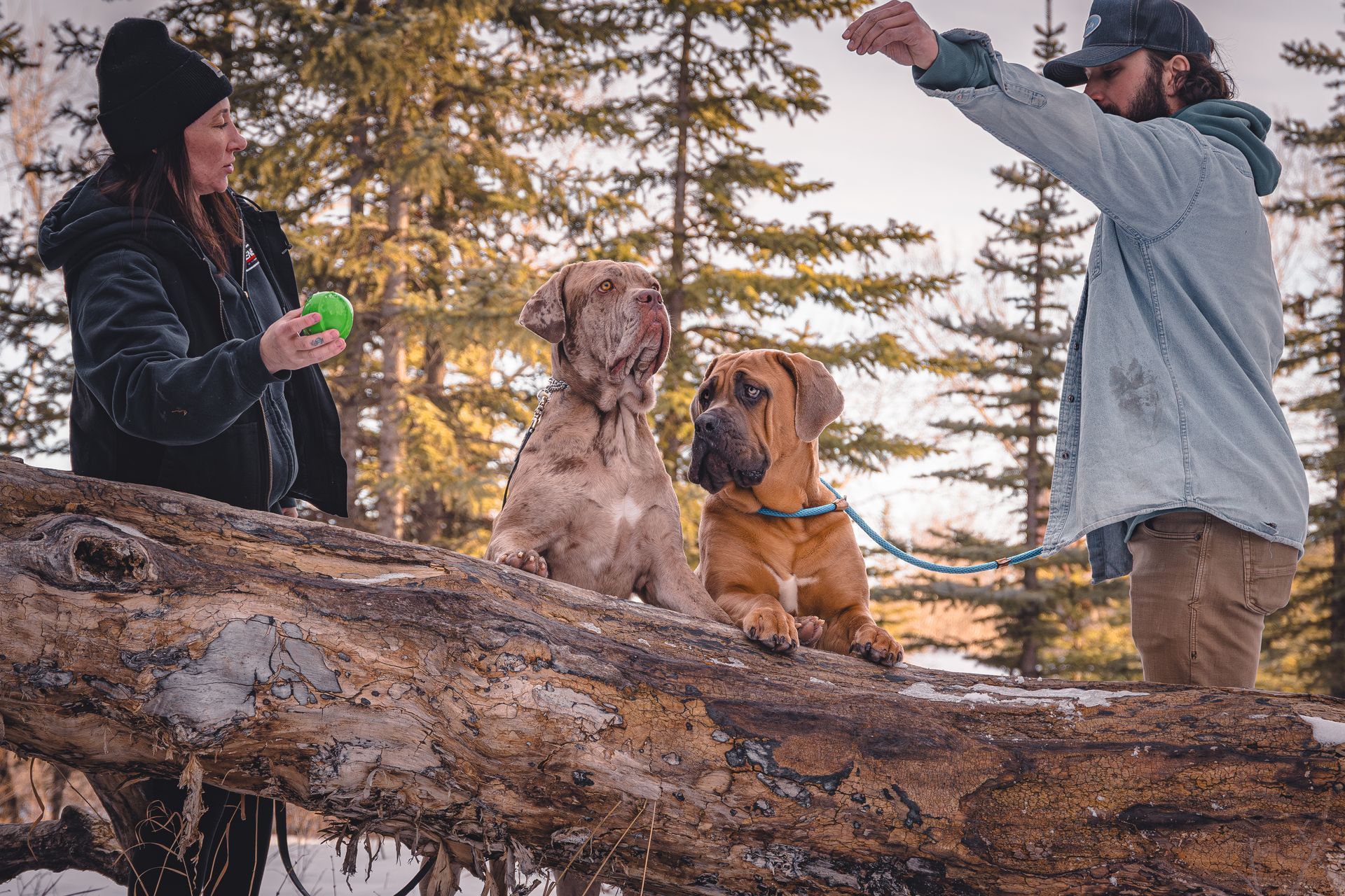 Professional pet photography Calgary focused on natural dog portraits