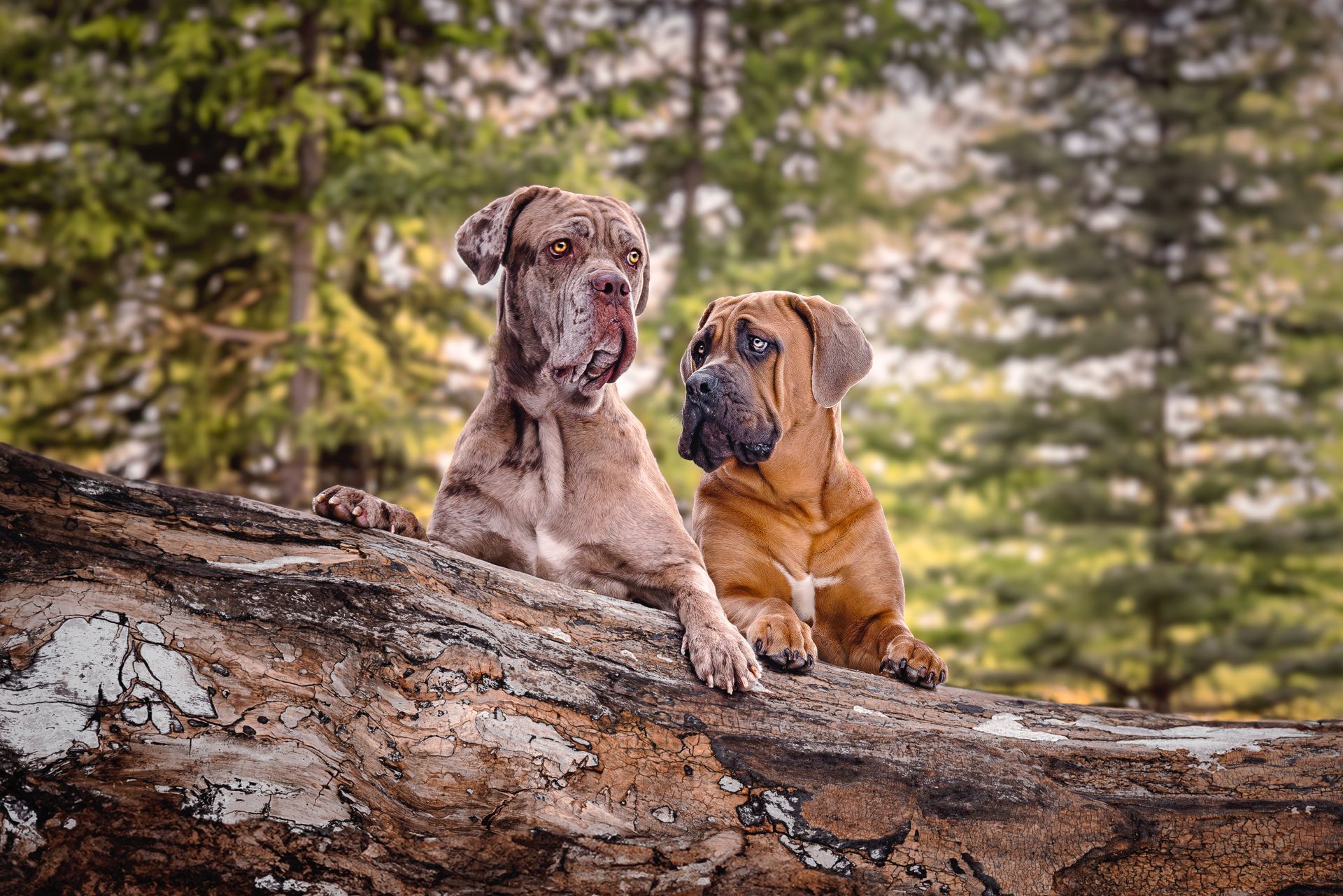 Canine photography Calgary by a skilled dog photographer