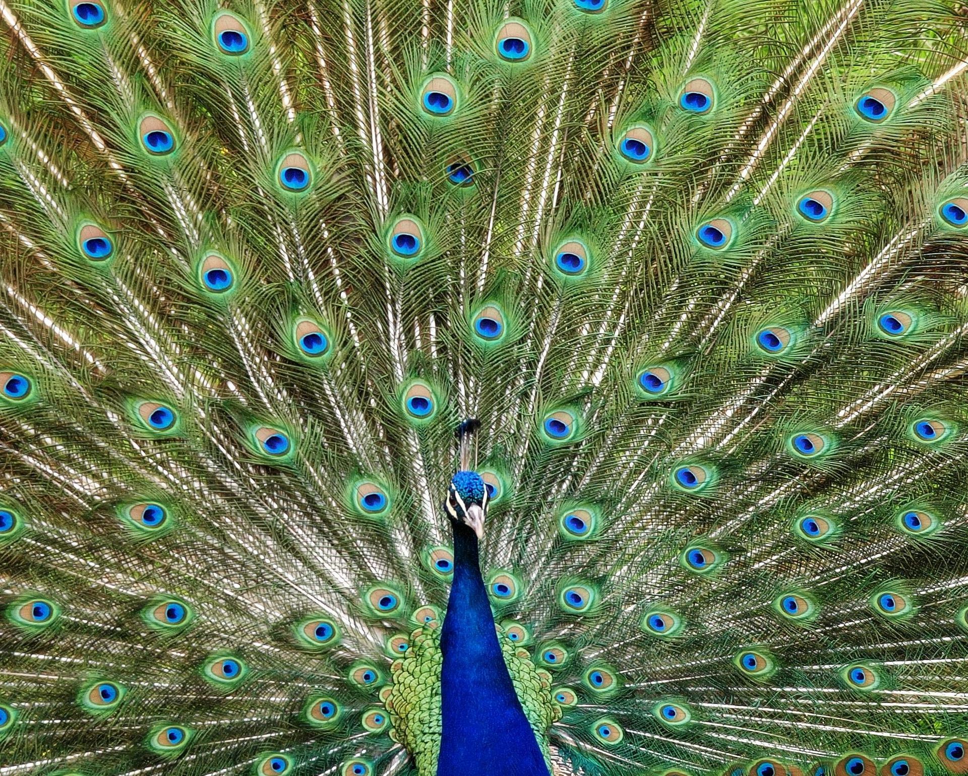 Un paon montre ses plumes en gros plan.