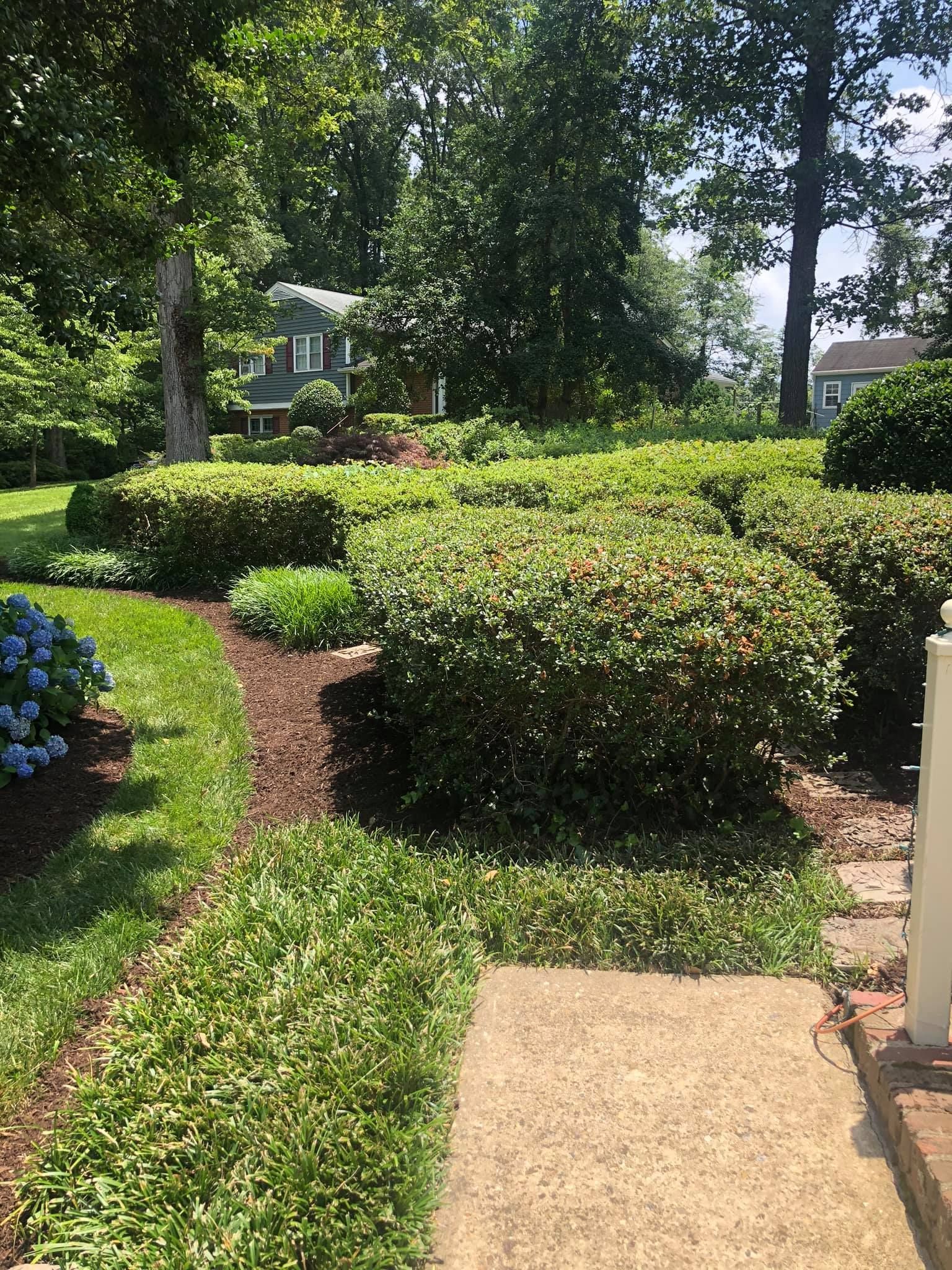 A lush green yard with a concrete walkway leading to a house.