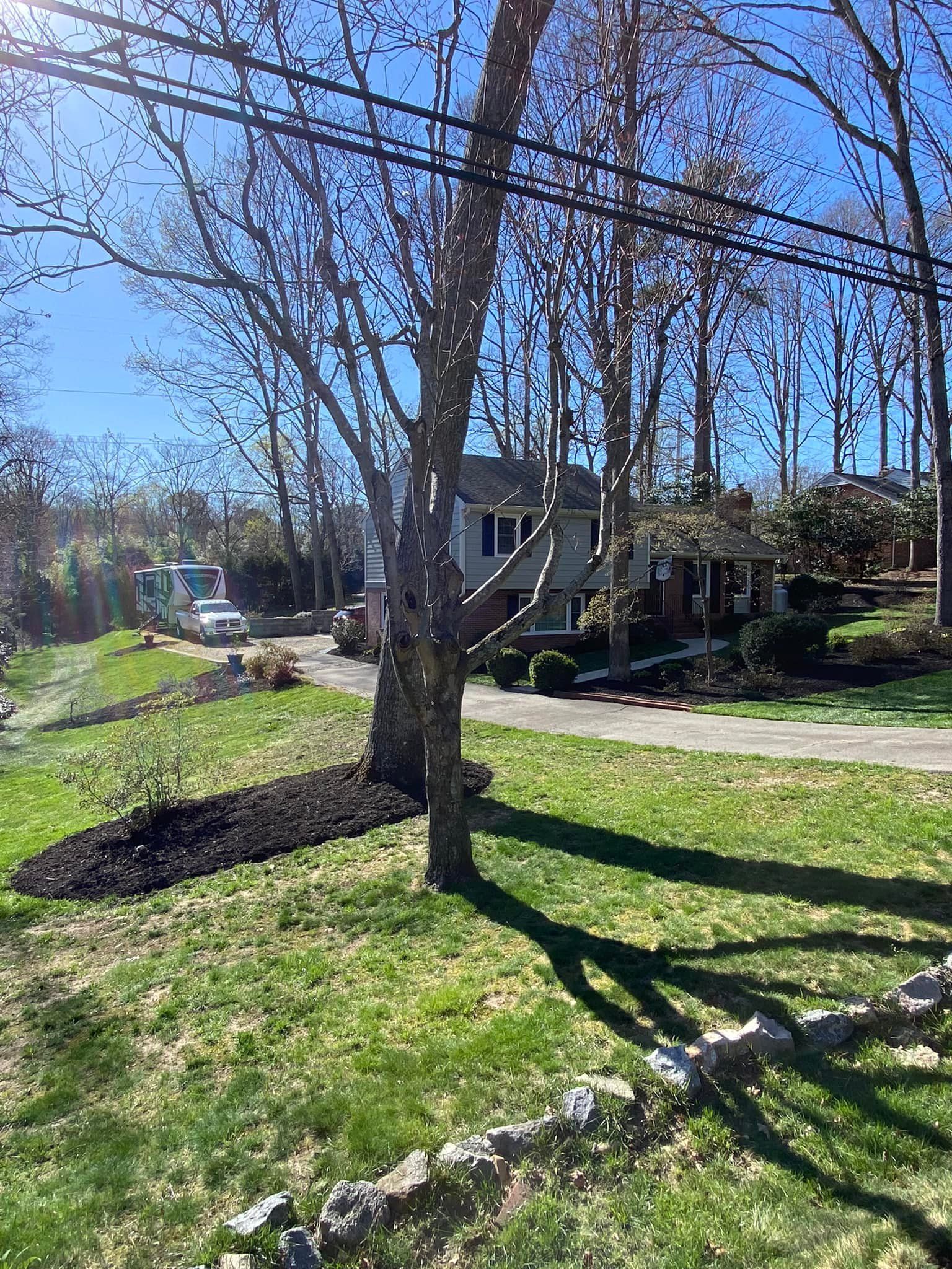 A tree in the middle of a lush green yard next to a house.