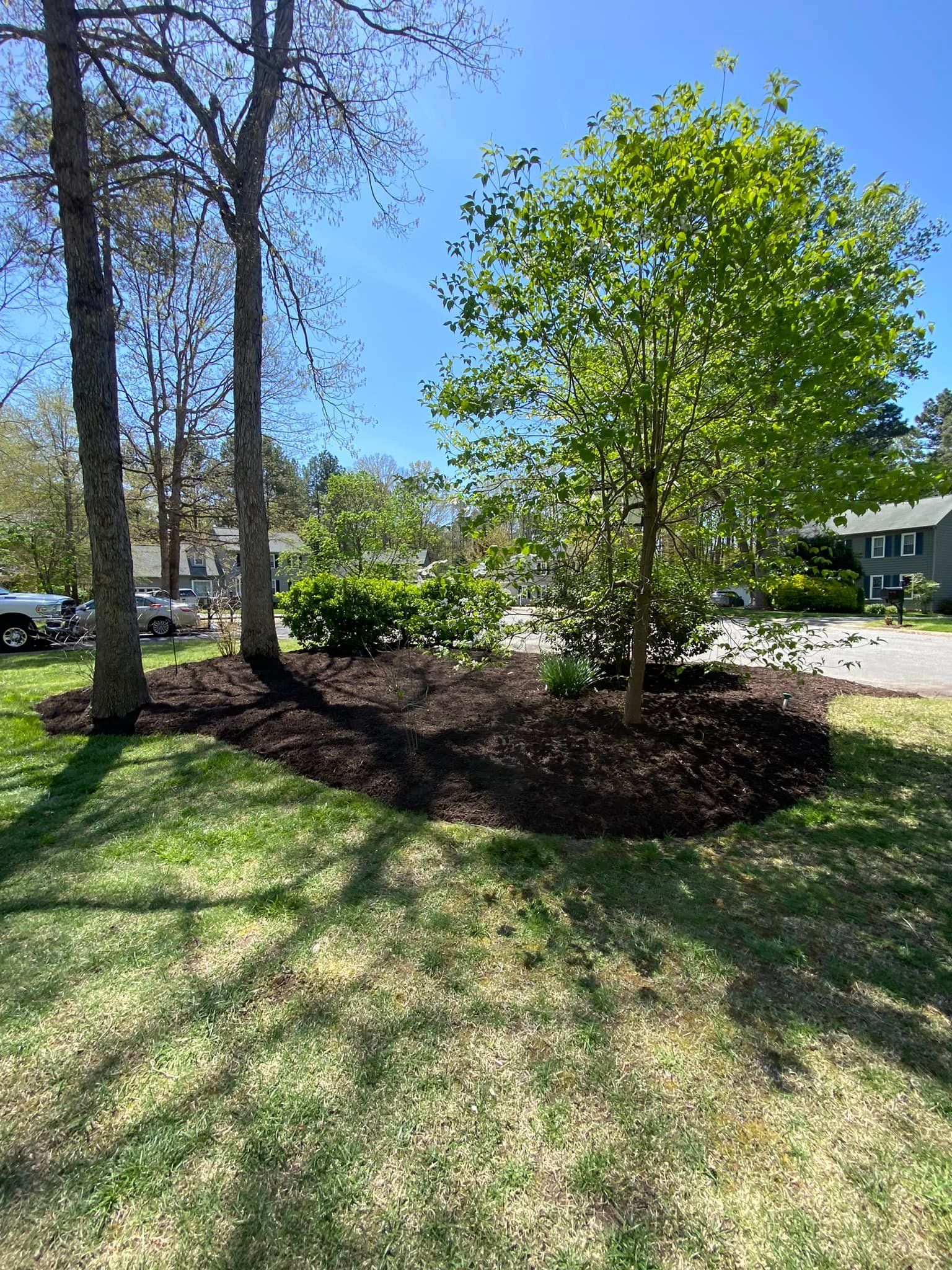 A lush green yard with trees and mulch in the middle of it.