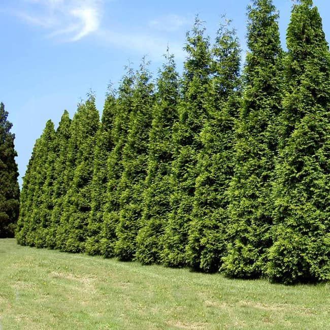 A row of tall trees in a grassy field
