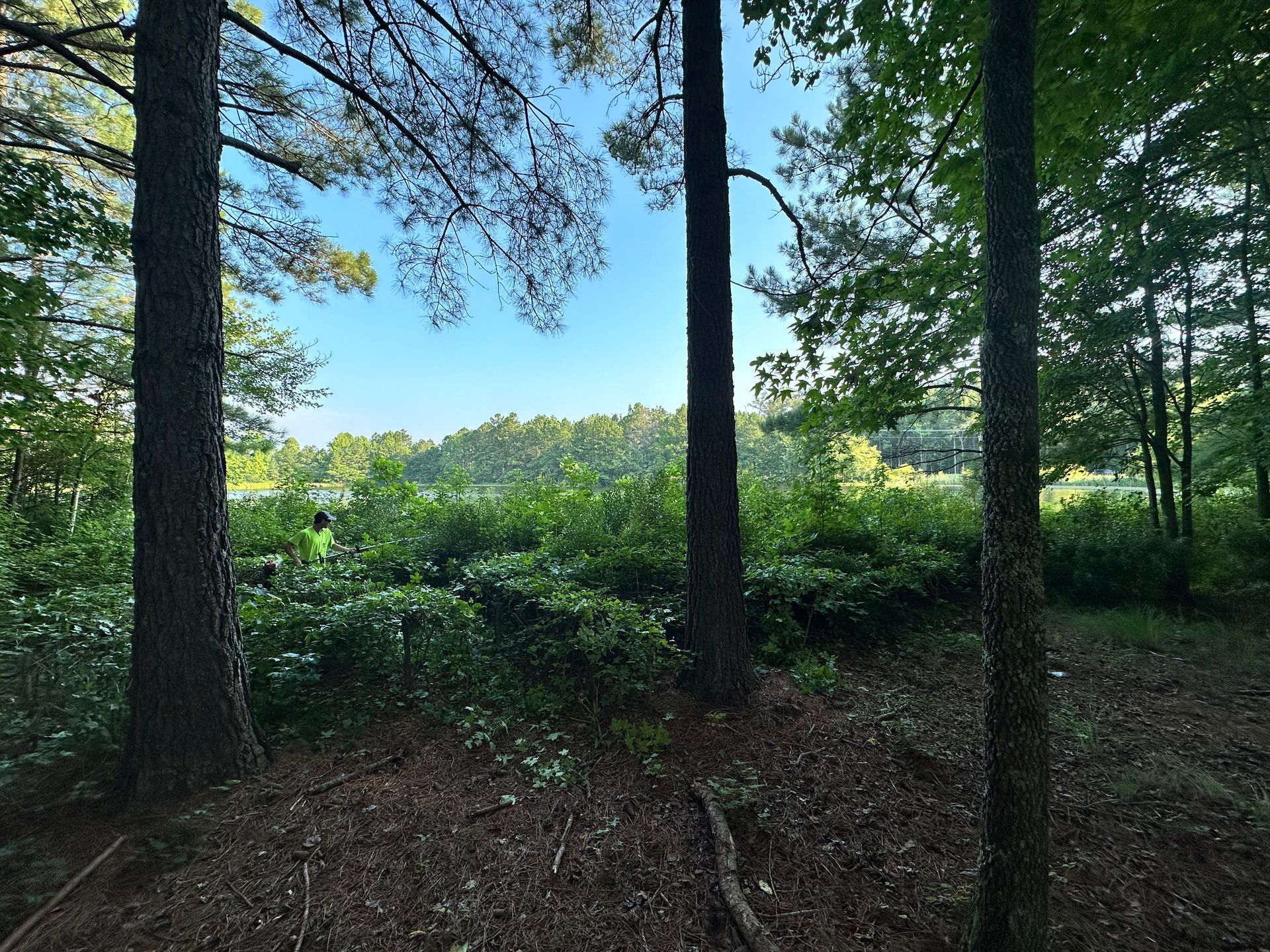 A lush green forest with trees and shrubs on a sunny day