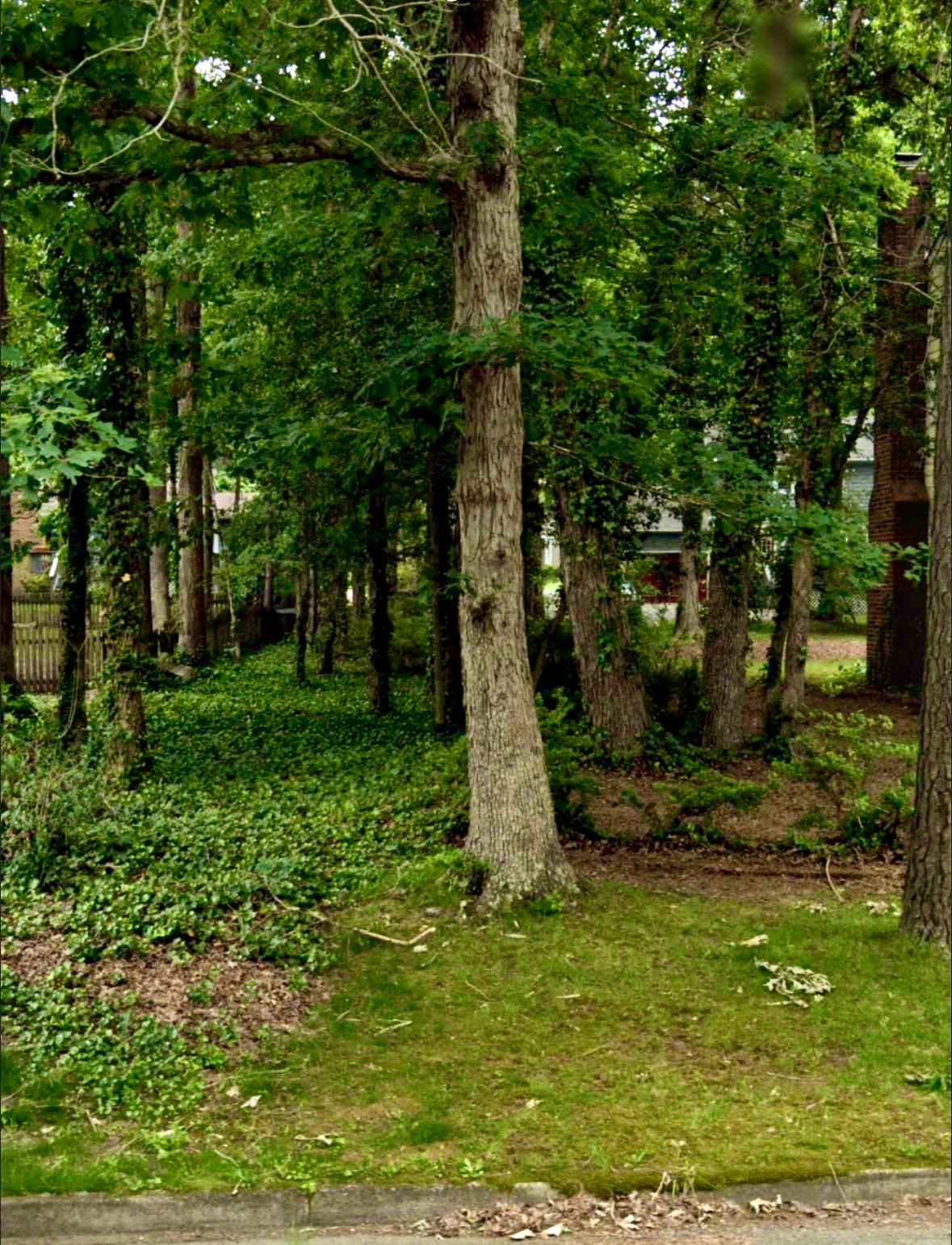 A lush green forest with lots of trees and grass